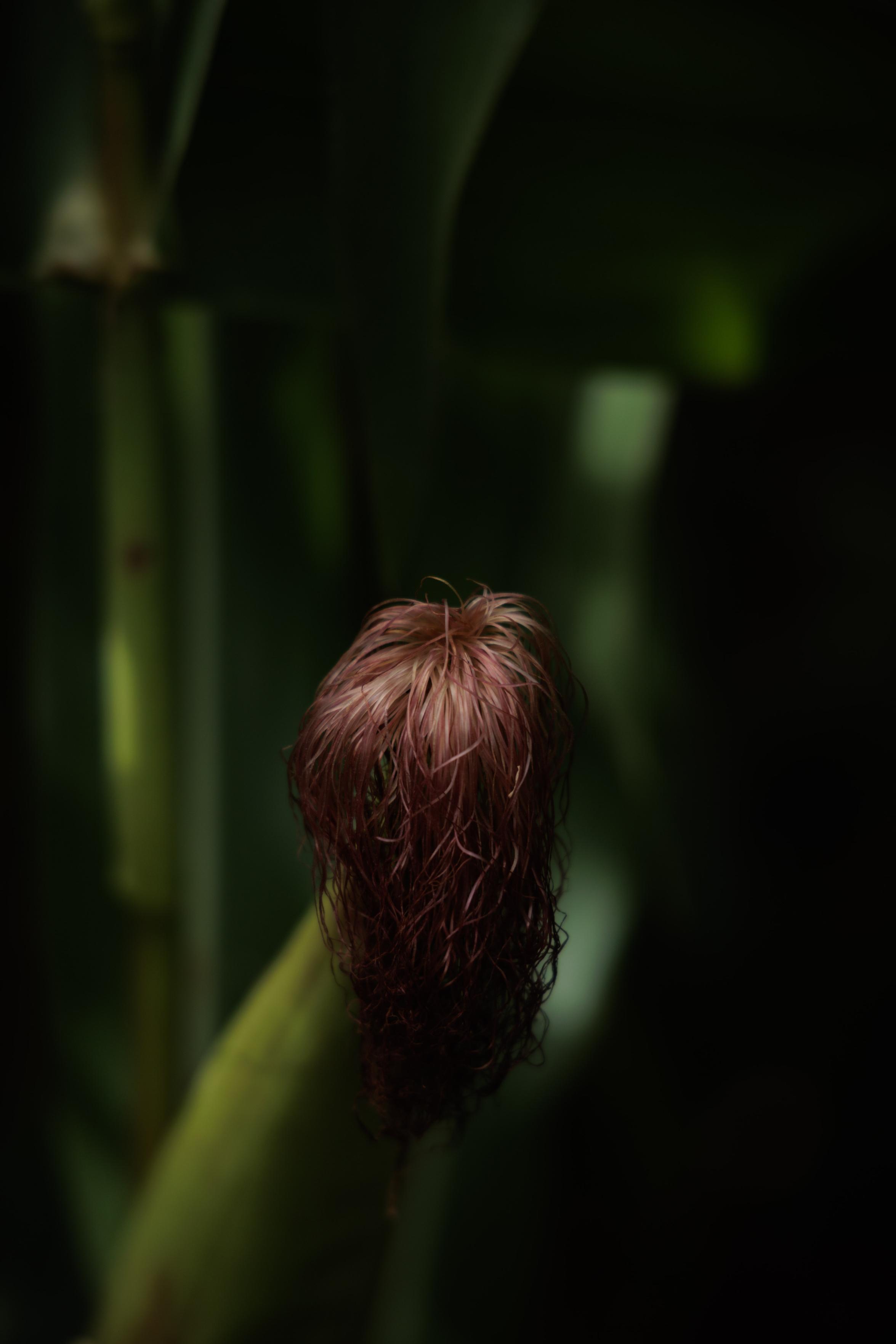 Close-up of dark reddish-purple corn silk emerging from a corn ear, surrounded by green leaves.