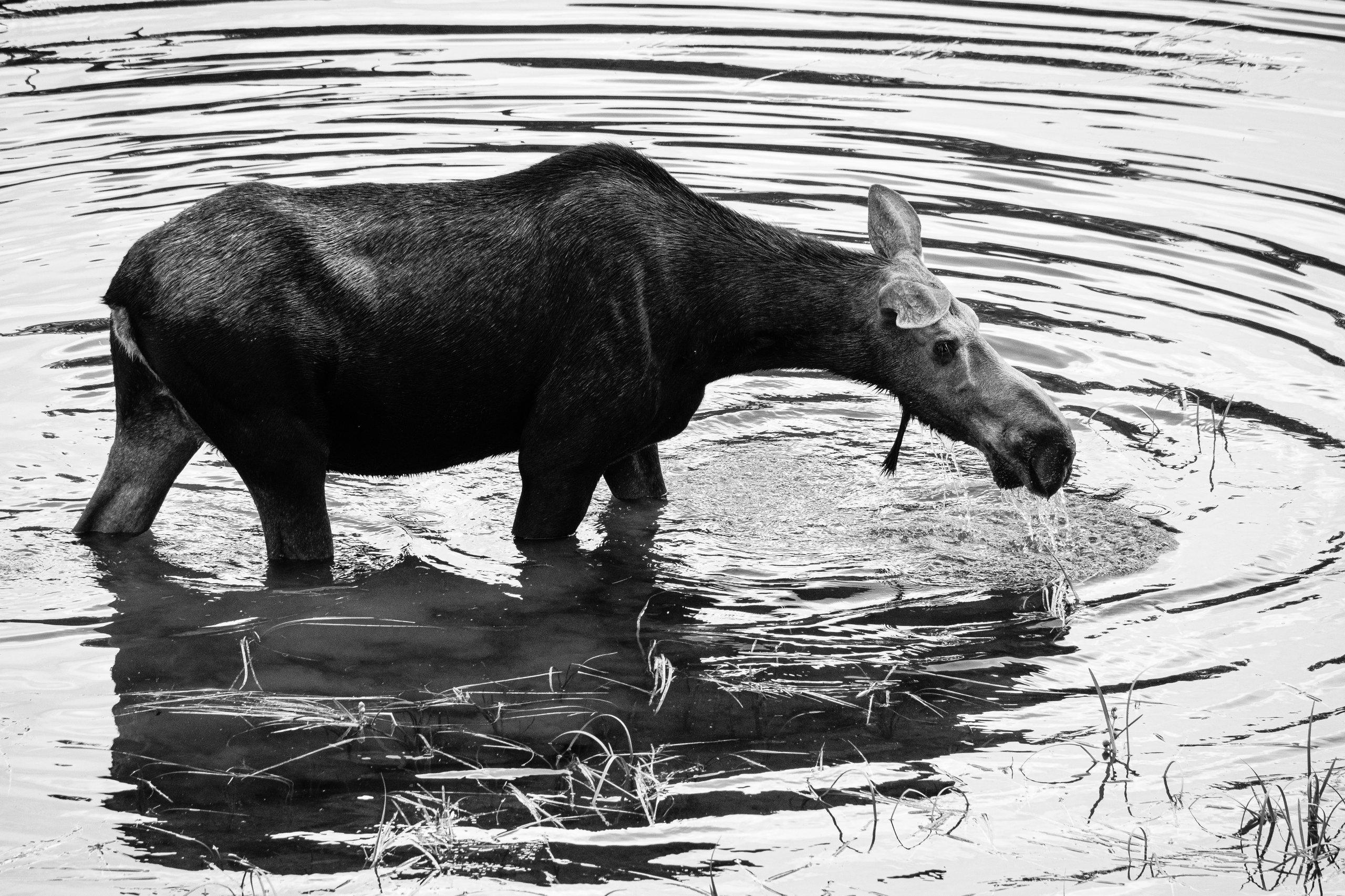 A moose cow walking in the water at a pond near the Snake River. Water is dripping out of her mouth.