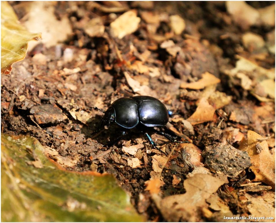 dunkelblaue schimmernder Käfer
