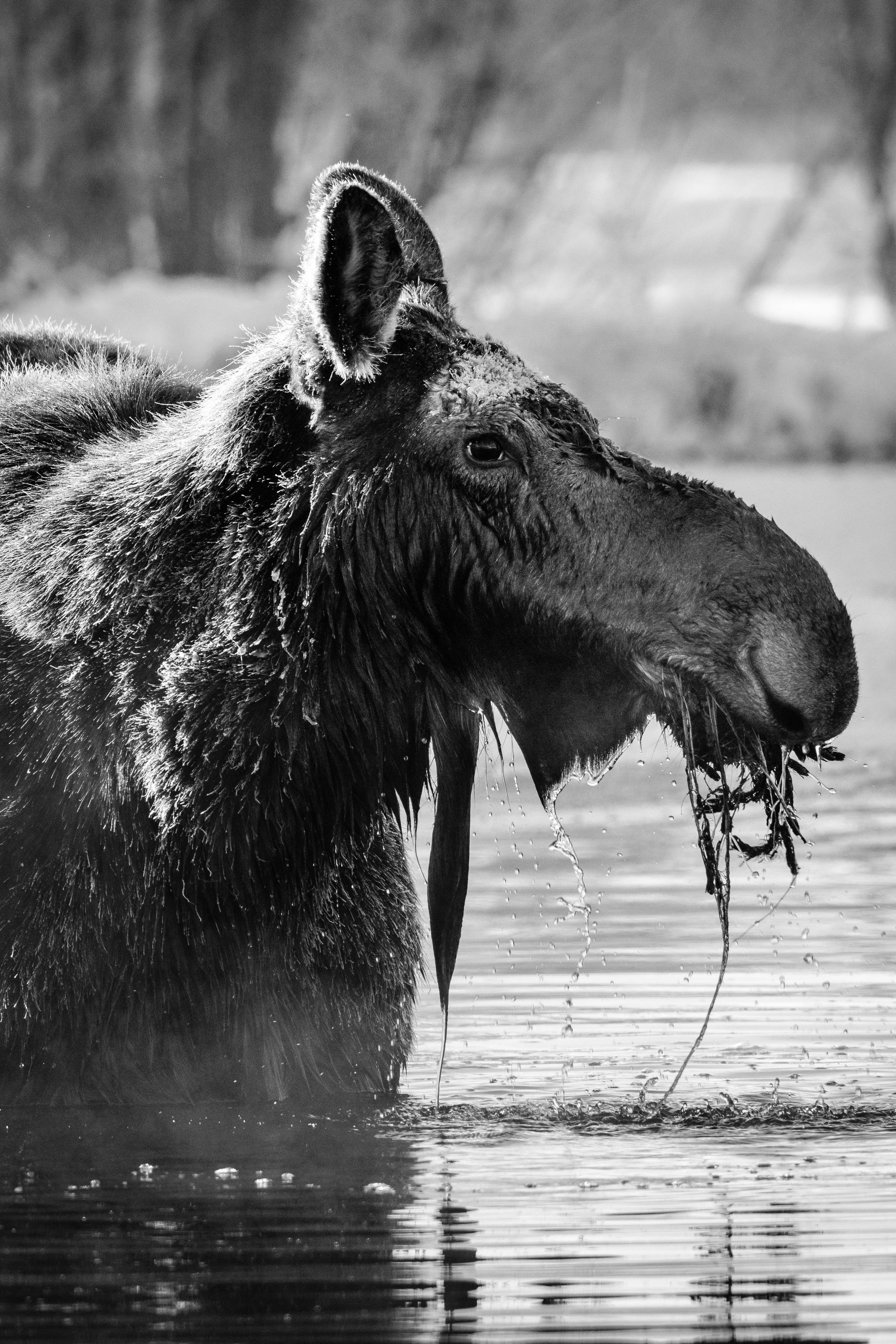 A portrait of a cow moose in a stream, with some aquatic plants in her mouth.