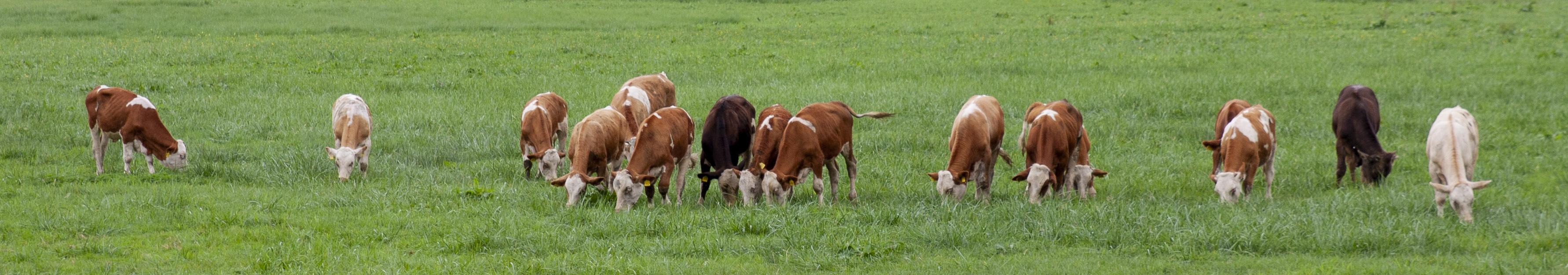 A row of 16 cows eat grass on a juicy green meadow. They are brown-white, brown, dark brown and one white.
