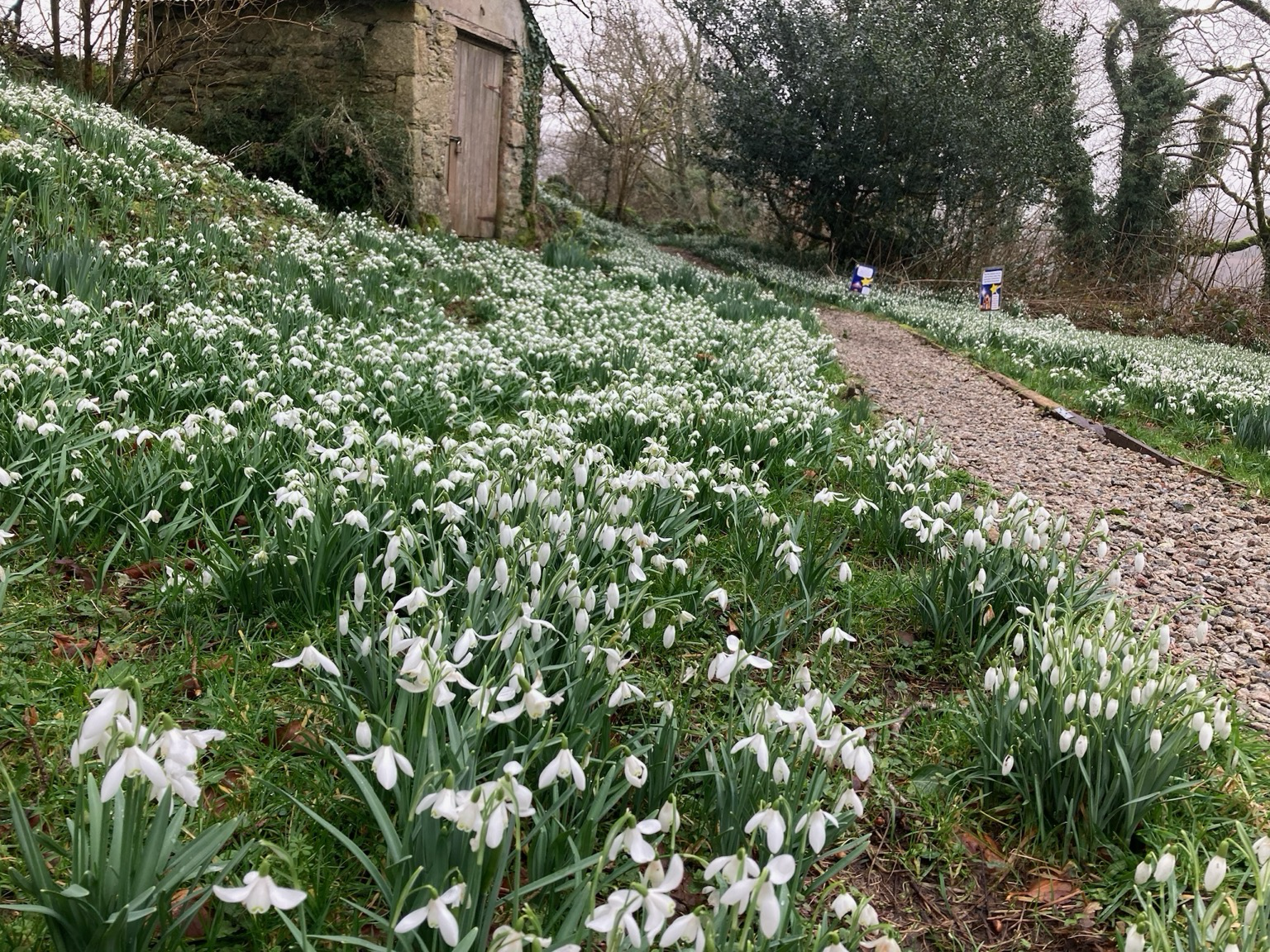 Snowdrops in Huccaby churchyard