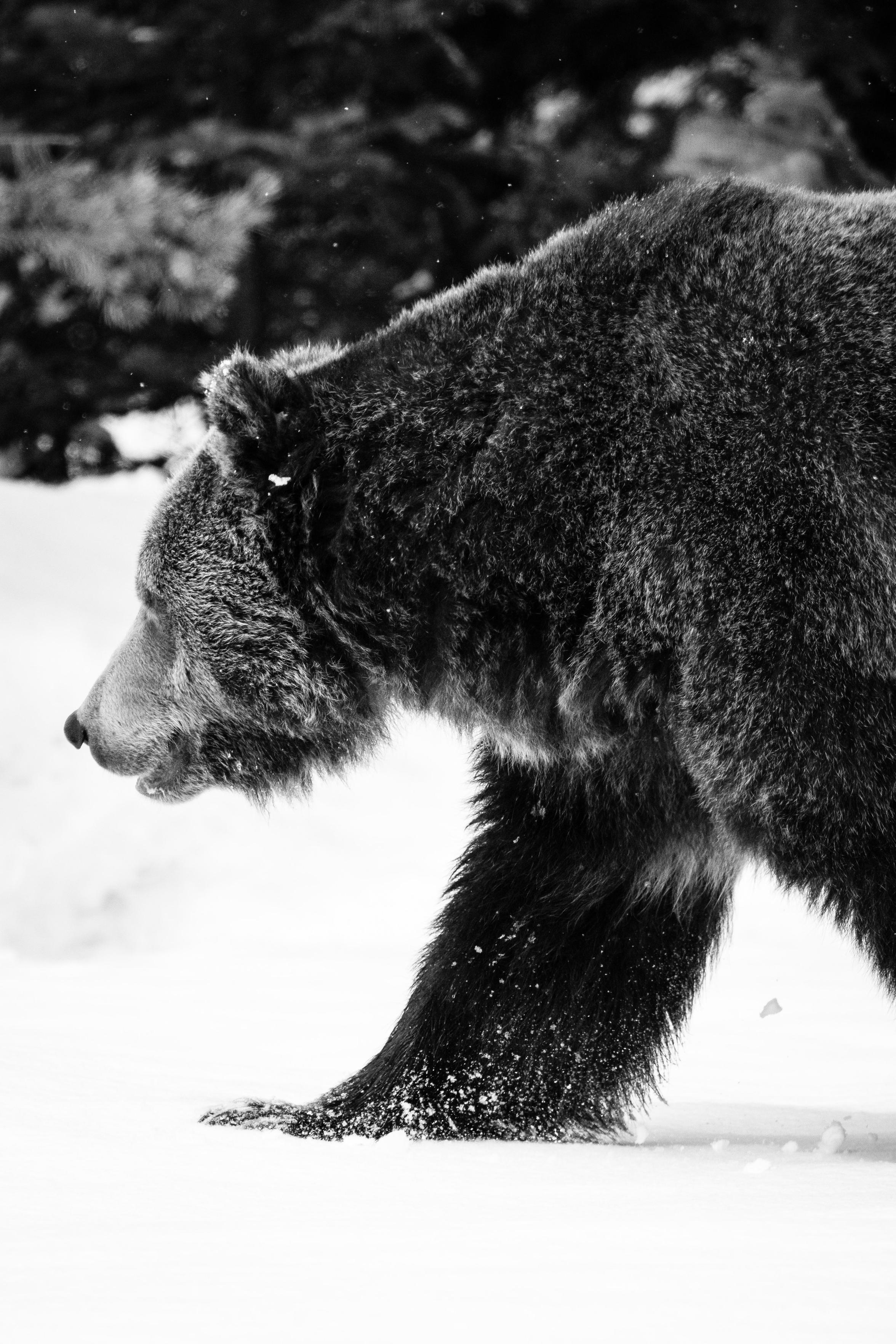 A male grizzly bear walking through the woods in the snow.
