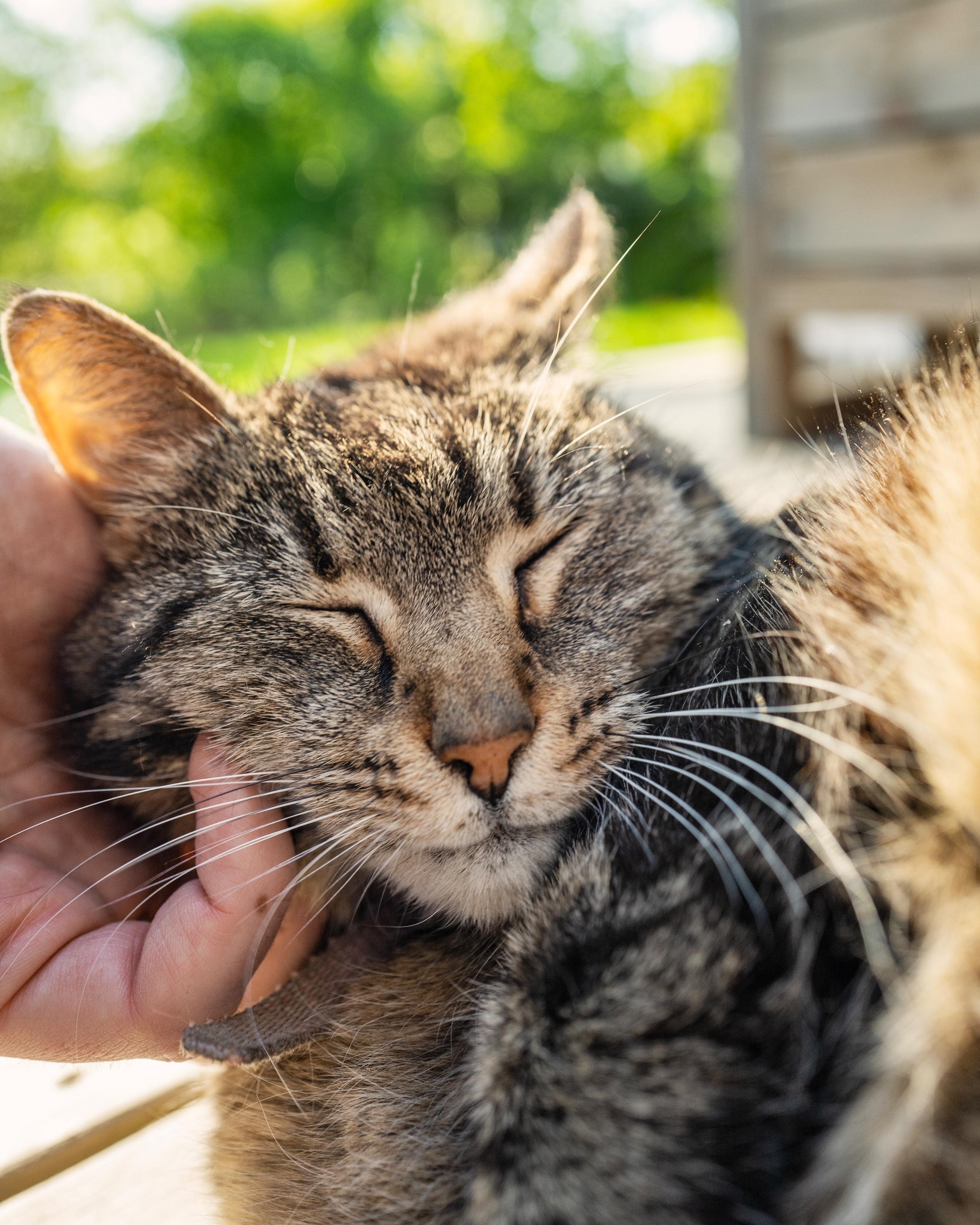 Very cute tabby cat enjoying some pets in the sunshine.