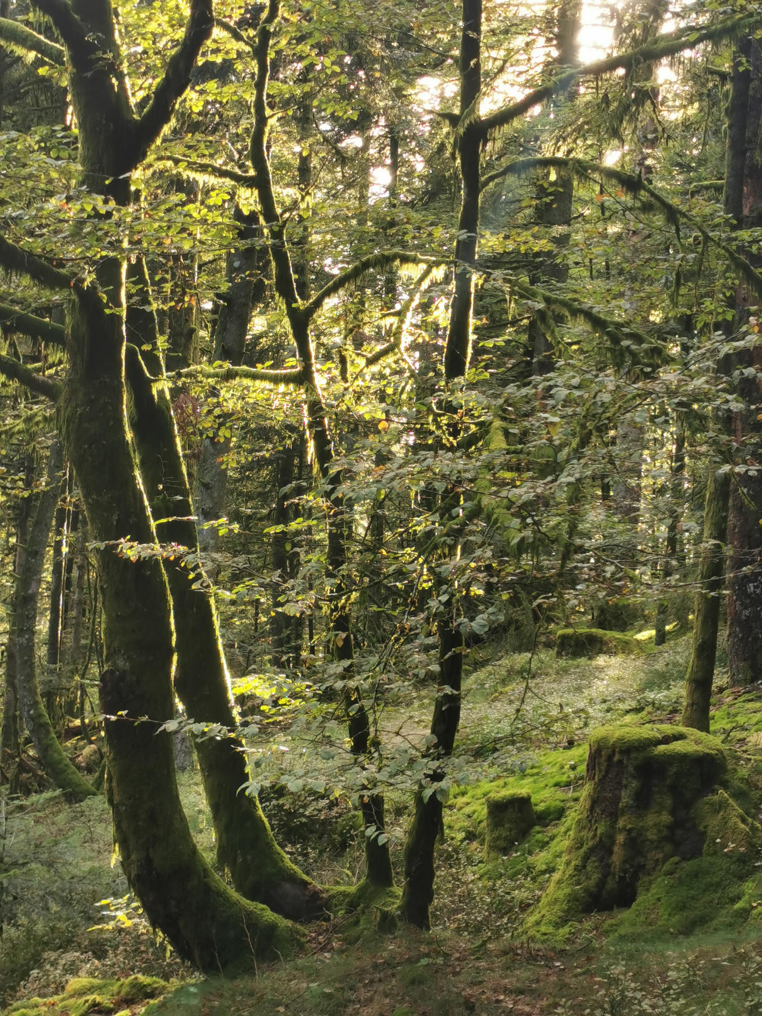 Forêt vosgienne dense et ancienne, mousse et ambiance verte