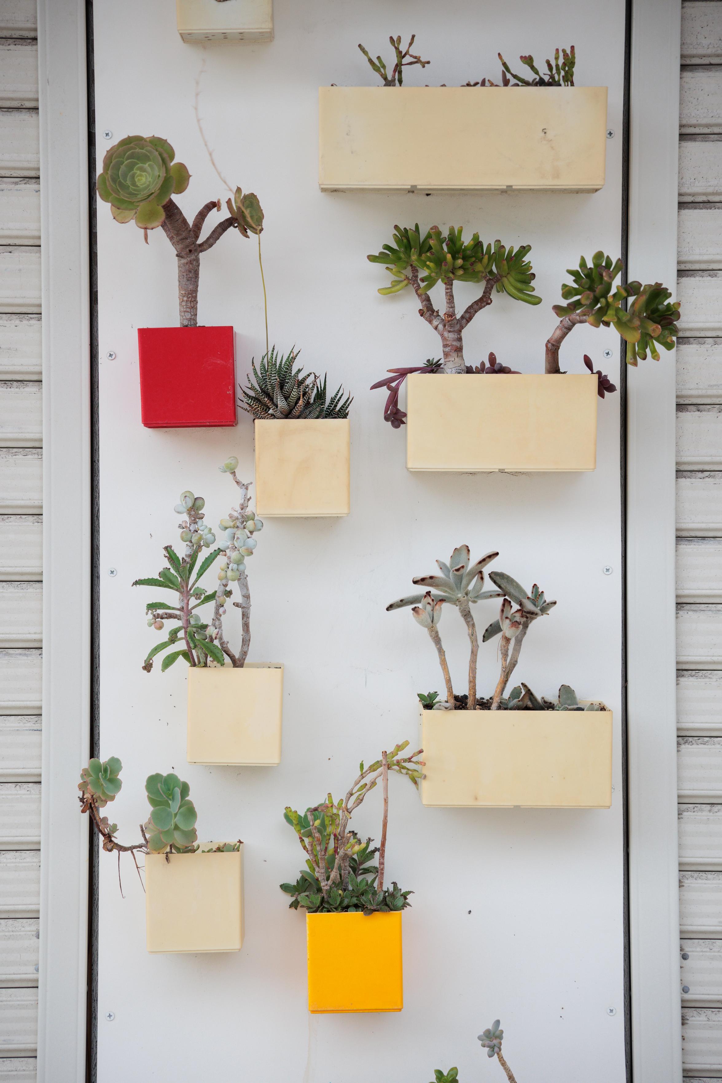 Wall-mounted rectangular pots in beige, red, and yellow holding various green succulent plants against a white background.