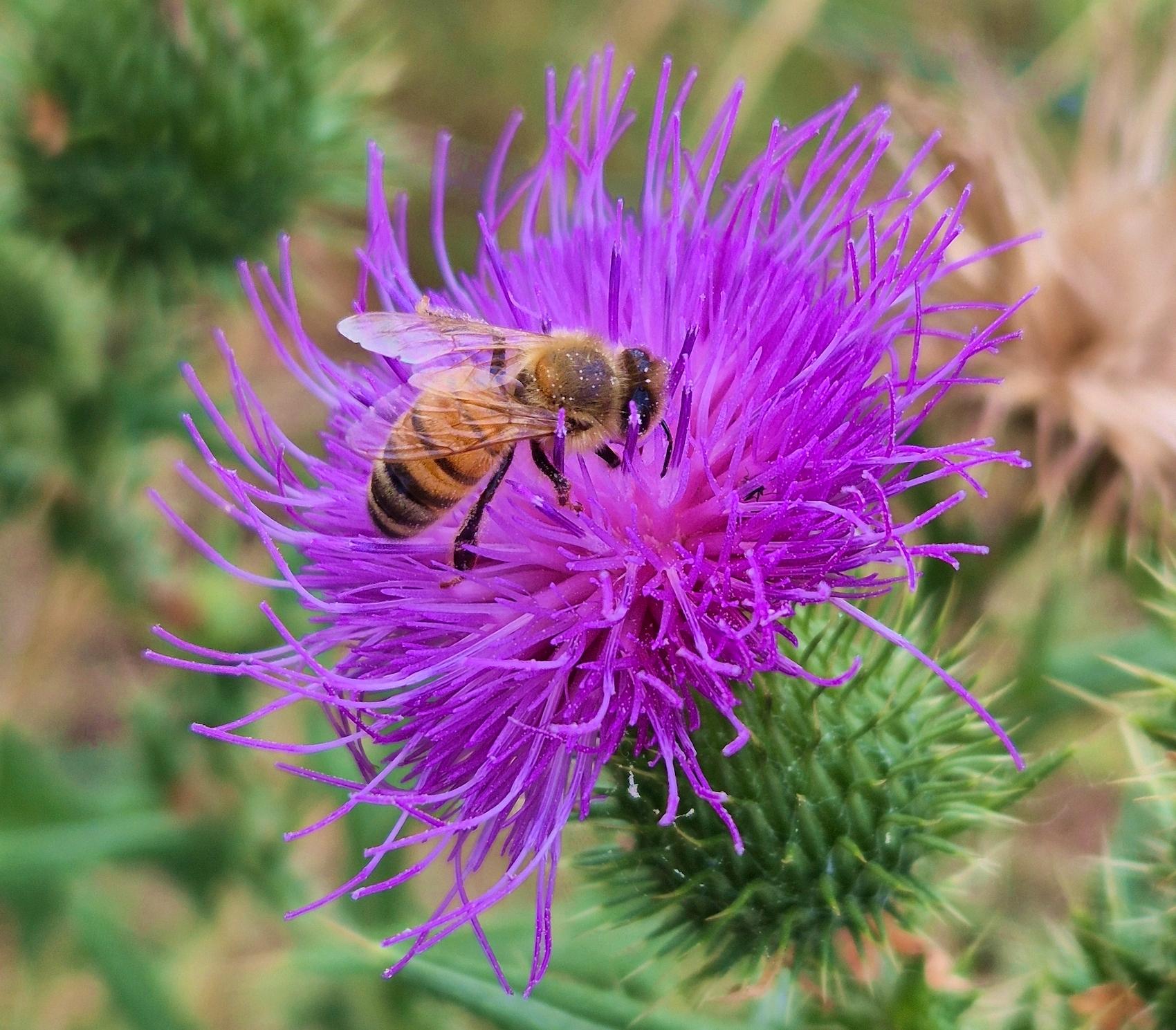 Eine fleißige Honigbiene (Apis mellifera) beim Nektar-Sammeln auf der leuchtend purpurroten Blüte einer Gewöhnlichen Kratzdistel (Cirsium vulgare).