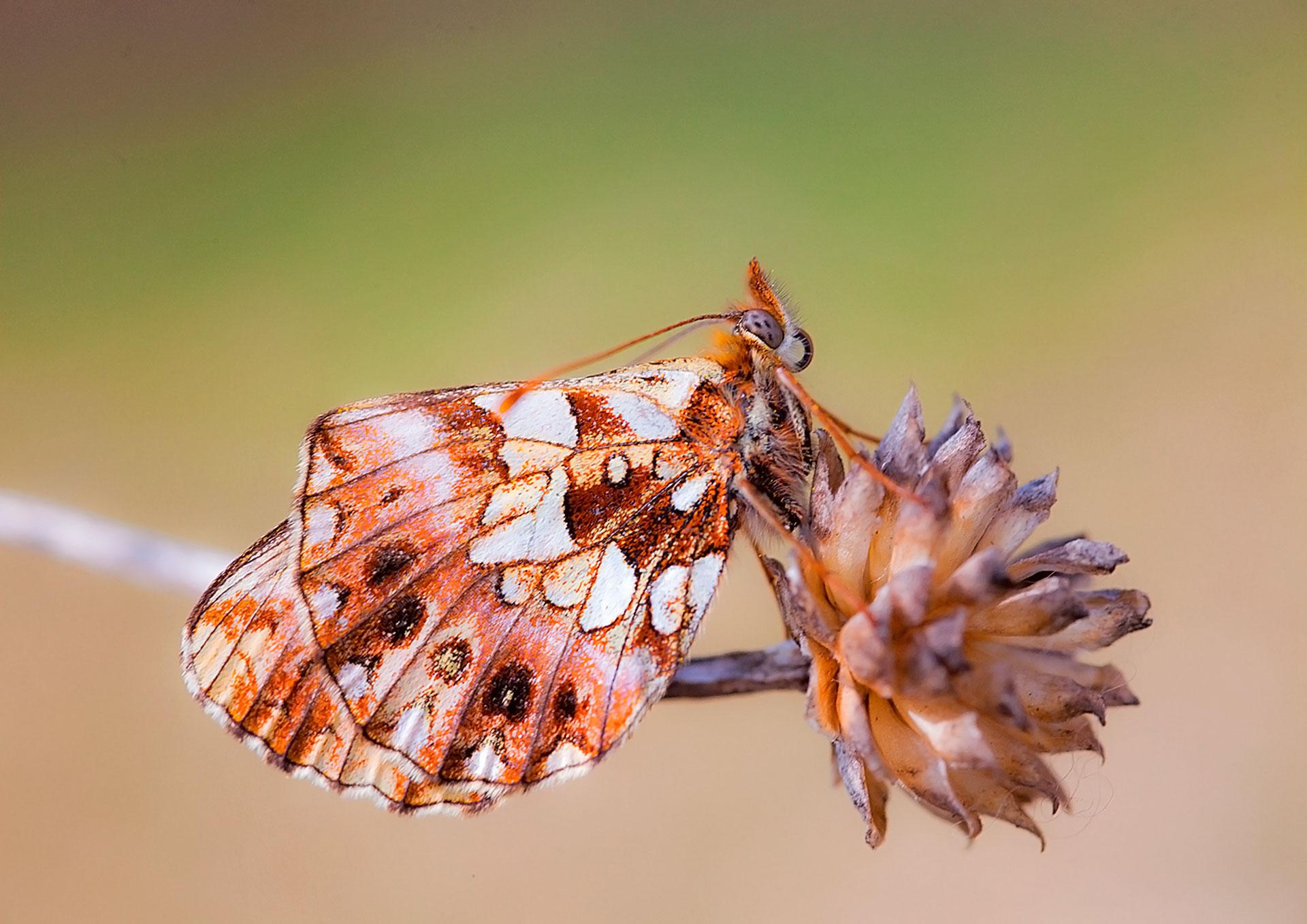 Fotografía de la mariposa Boloria (Closiana) dia