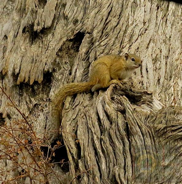 African Bush Squirrel. 
Not endangered. Fun facts. 
Communication Secrets
Vocal alarms: They make high-pitched clicking and barking sounds to warn others about predators.Tail signaling: They aggressively flick their tails back and forth while sounding alarms to confuse birds of prey.Scent marking: They rub their faces and chests on branches to mark territory using specialized scent glands.