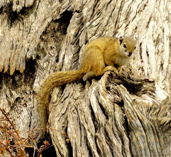 African Bush Squirrel. 
Not endangered. Fun facts. 
Communication Secrets
Vocal alarms: They make high-pitched clicking and barking sounds to warn others about predators.Tail signaling: They aggressively flick their tails back and forth while sounding alarms to confuse birds of prey.Scent marking: They rub their faces and chests on branches to mark territory using specialized scent glands.