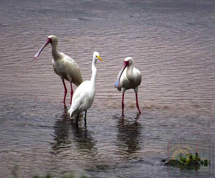 The African Spoonbill is not an endangered species. It is classified as Least Concern on the IUCN Red List, with an estimated global wild population of roughly 20,700 to 46,700 mature individuals (and total overall estimates ranging broadly up to 73,000+)

#nature #photography #birds #birdphotography #biodivercity #Southafrica #spoonbill