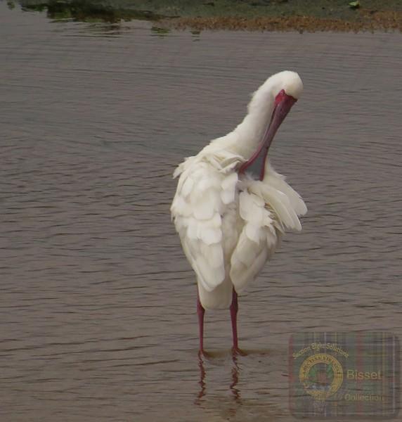 The African Spoonbill is not an endangered species. It is classified as Least Concern on the IUCN Red List, with an estimated global wild population of roughly 20,700 to 46,700 mature individuals (and total overall estimates ranging broadly up to 73,000+)

#nature #photography #birds #birdphotography #biodivercity #Southafrica #spoonbill