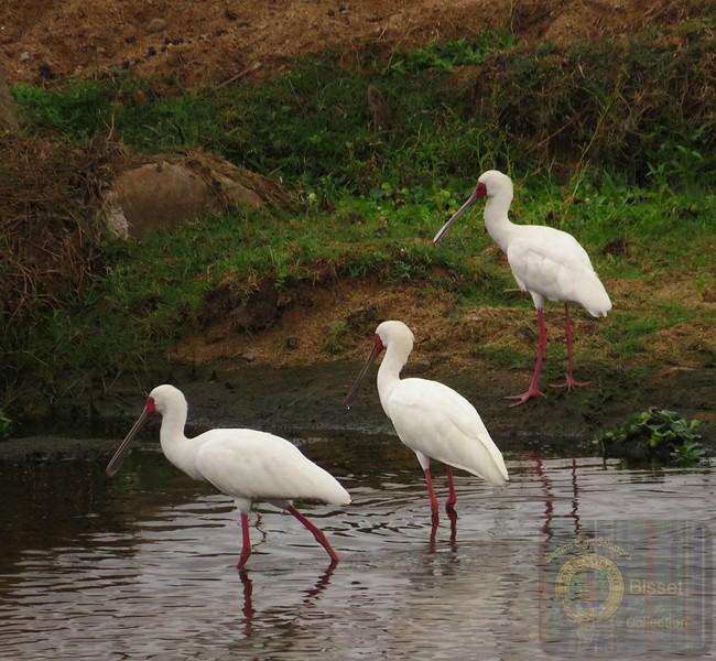 The African Spoonbill is not an endangered species. It is classified as Least Concern on the IUCN Red List, with an estimated global wild population of roughly 20,700 to 46,700 mature individuals (and total overall estimates ranging broadly up to 73,000+)

#nature #photography #birds #birdphotography #biodivercity #Southafrica #spoonbill