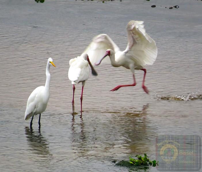 The African Spoonbill is not an endangered species. It is classified as Least Concern on the IUCN Red List, with an estimated global wild population of roughly 20,700 to 46,700 mature individuals (and total overall estimates ranging broadly up to 73,000+)

#nature #photography #birds #birdphotography #biodivercity #Southafrica #spoonbill