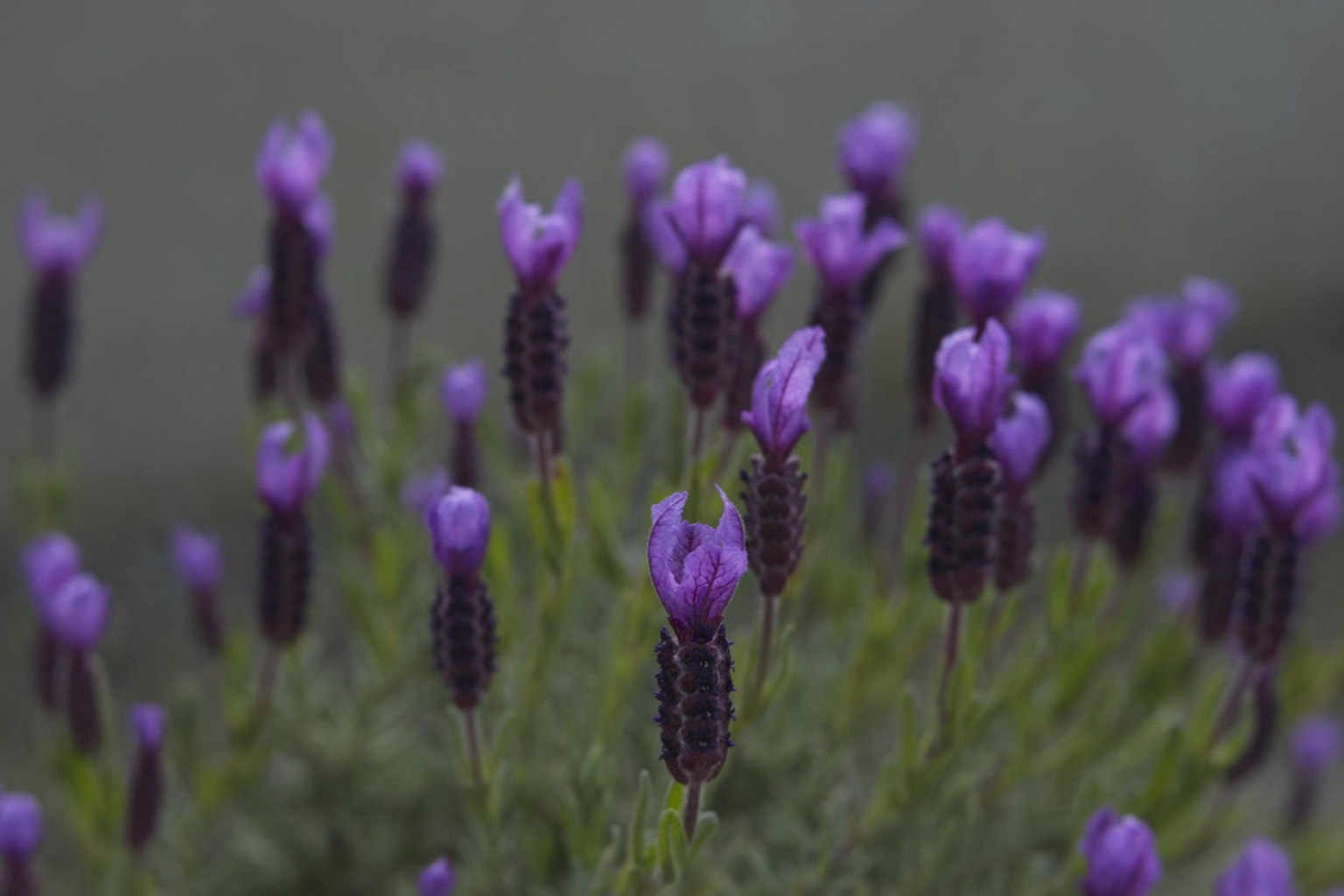 Butterfly lavender