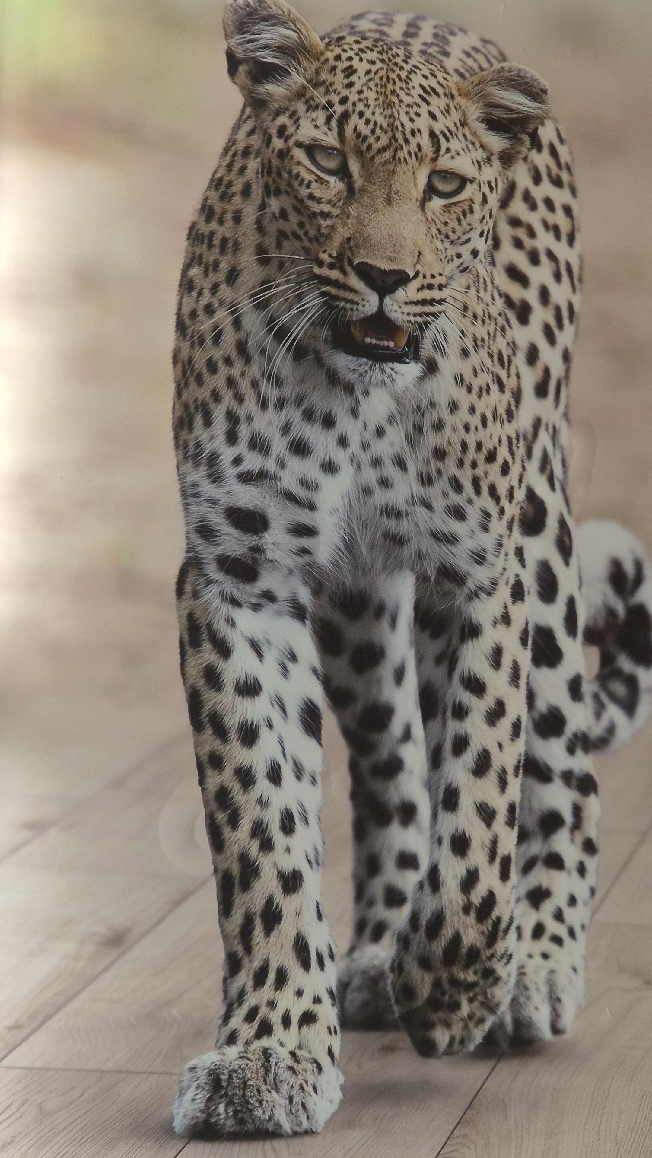 Nahaufnahme einer Wildkatze mit gesprenkeltem Fell auf Vinylboden. /
A close-up of a wildcat with a speckled coat on a vinyl floor.