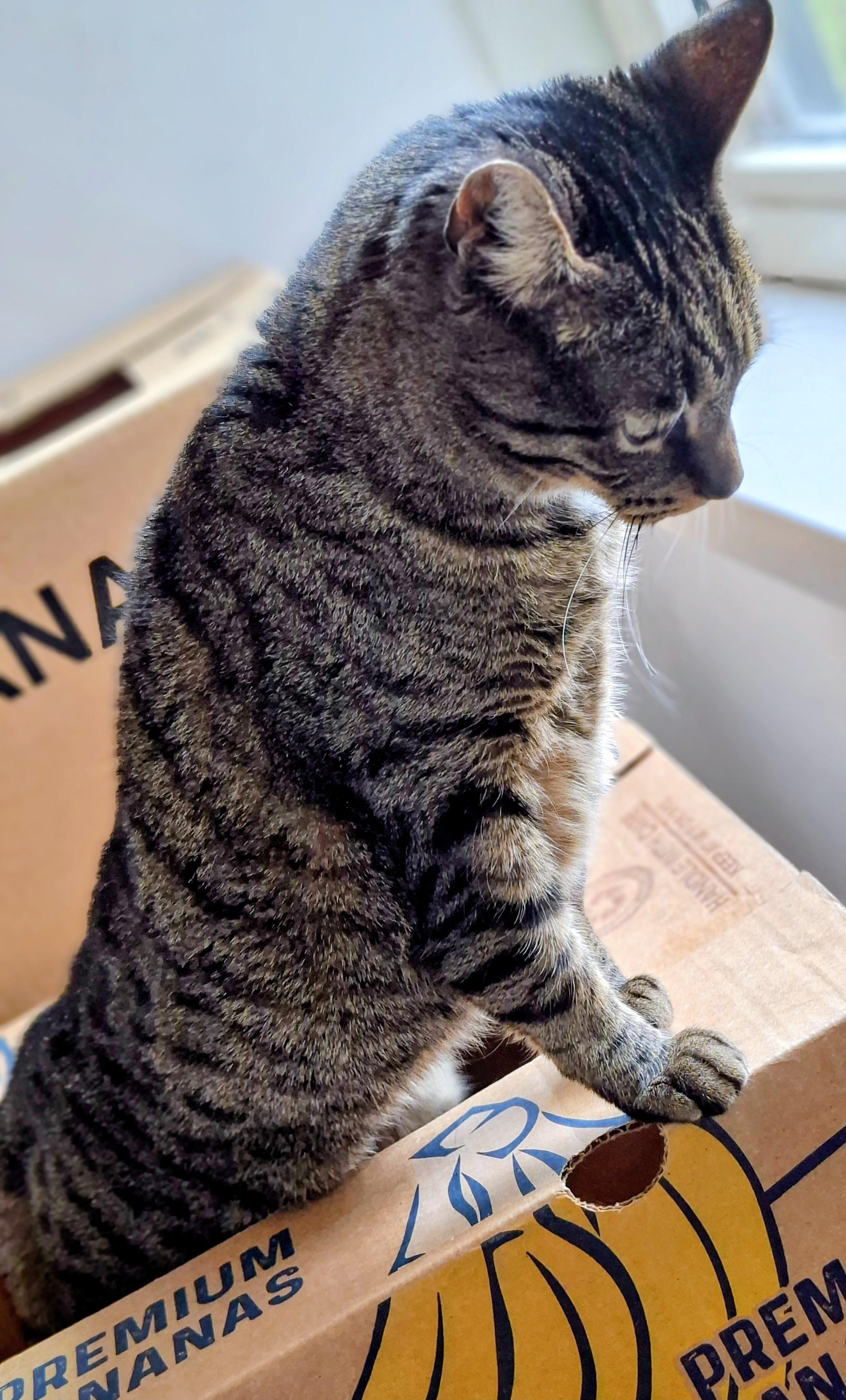 Kater Moos komt uit de doos donker grijs gestreept met wit vlekje in zijn nekje en onder zijn kin