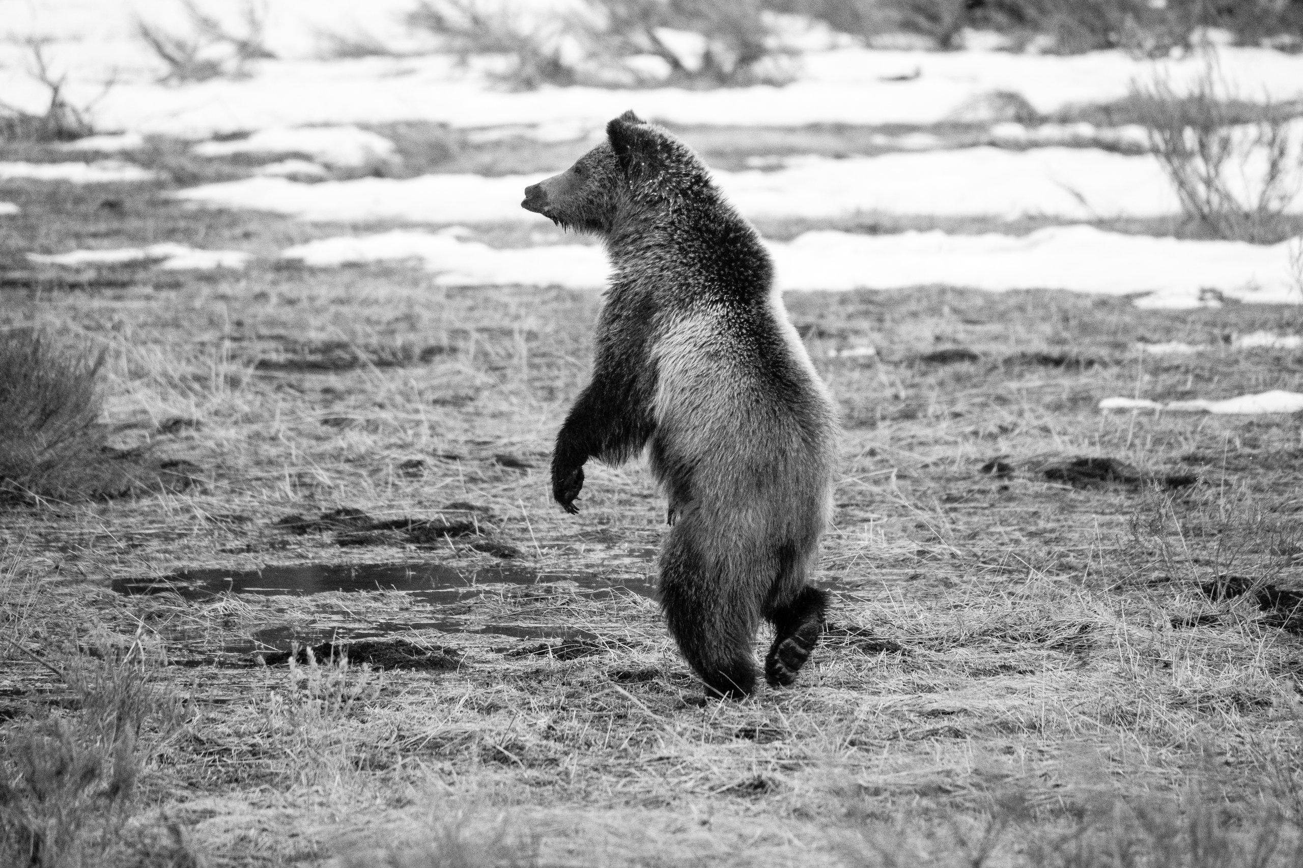 A two-year old grizzly bear cub walking on its hind legs in a partially snow-covered field.