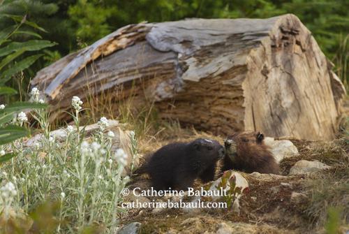 A small dark brown marmot touches nose with a cinnamon colour marmot emerging from a burrow. There is a large log in the background and fir trees and there are white wildflowers called pearly everlasting in the left bottom part of the image.