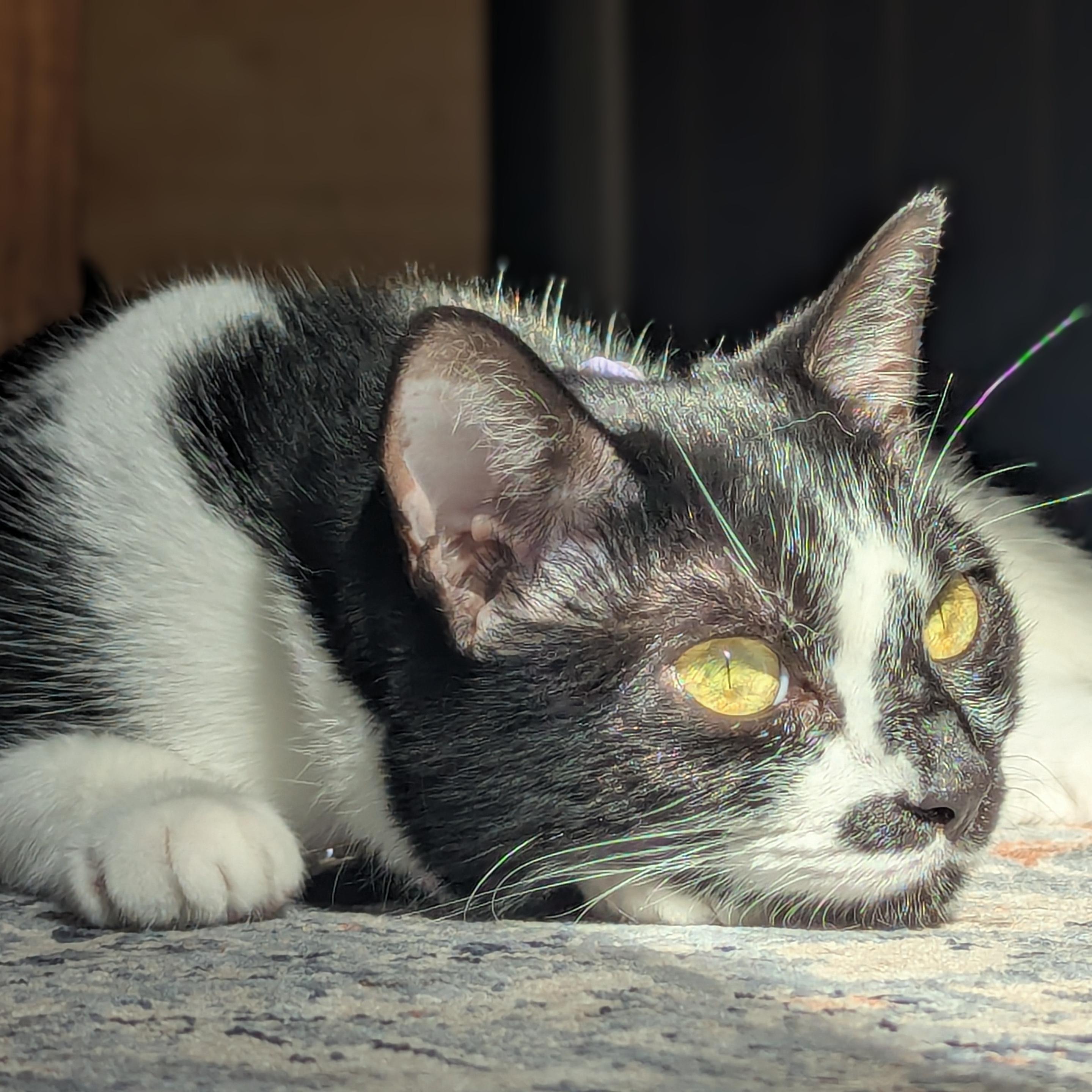 Tuxedo cat named Kiki, soaking up some sun on the floor during a Saturday morning of sunlight streaming through a window. Here head is resting on a rug while she's trying to ignore me. Bright green-yellow eyes shining in the sunlight.