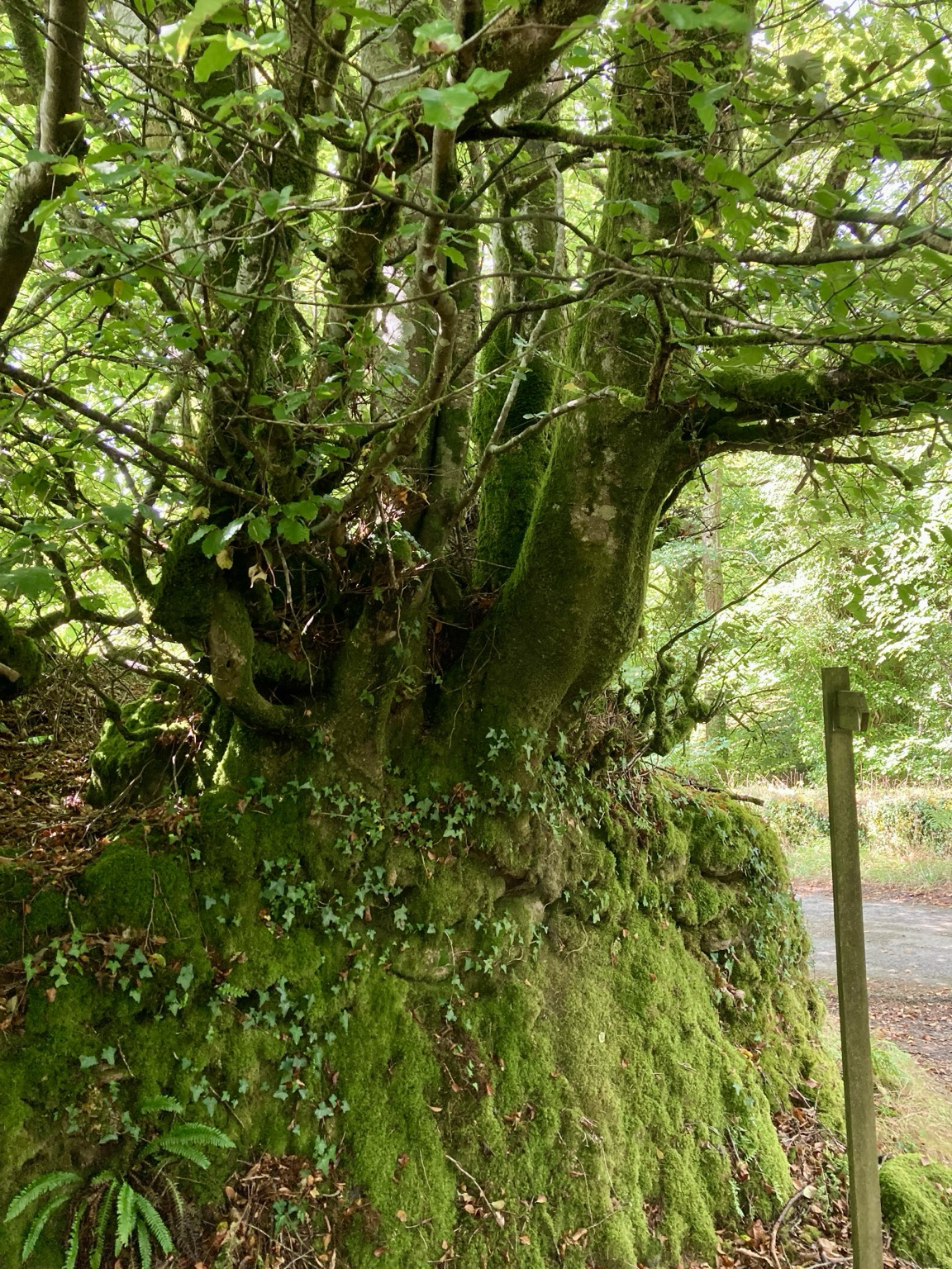 A large beech tree grows from a wall.