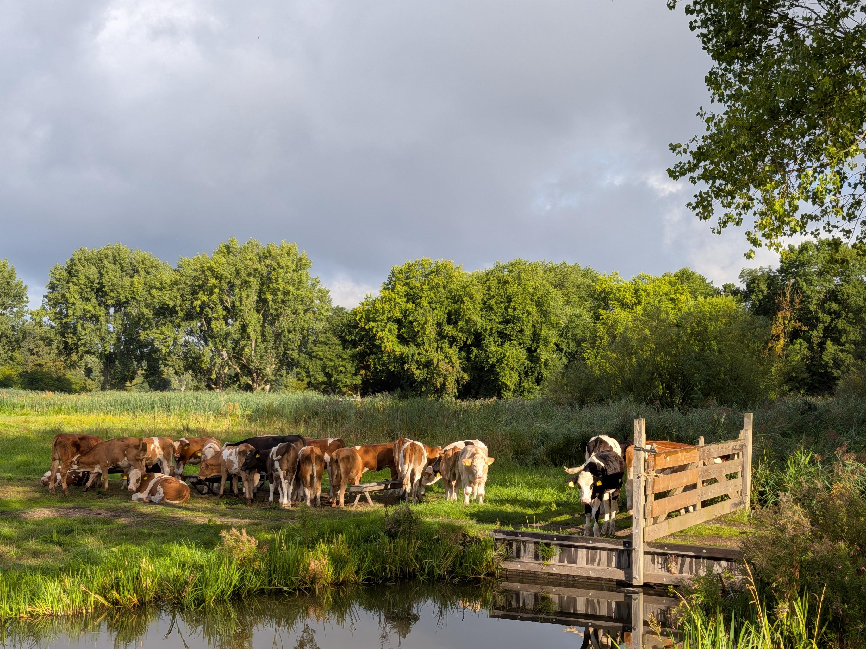 Koeien in weiland