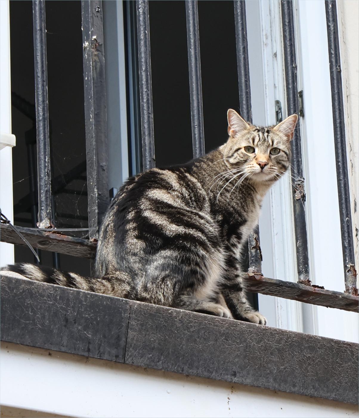A cat on a balcony outside the iron fence, looking back over its right shoulder with a questioning face.