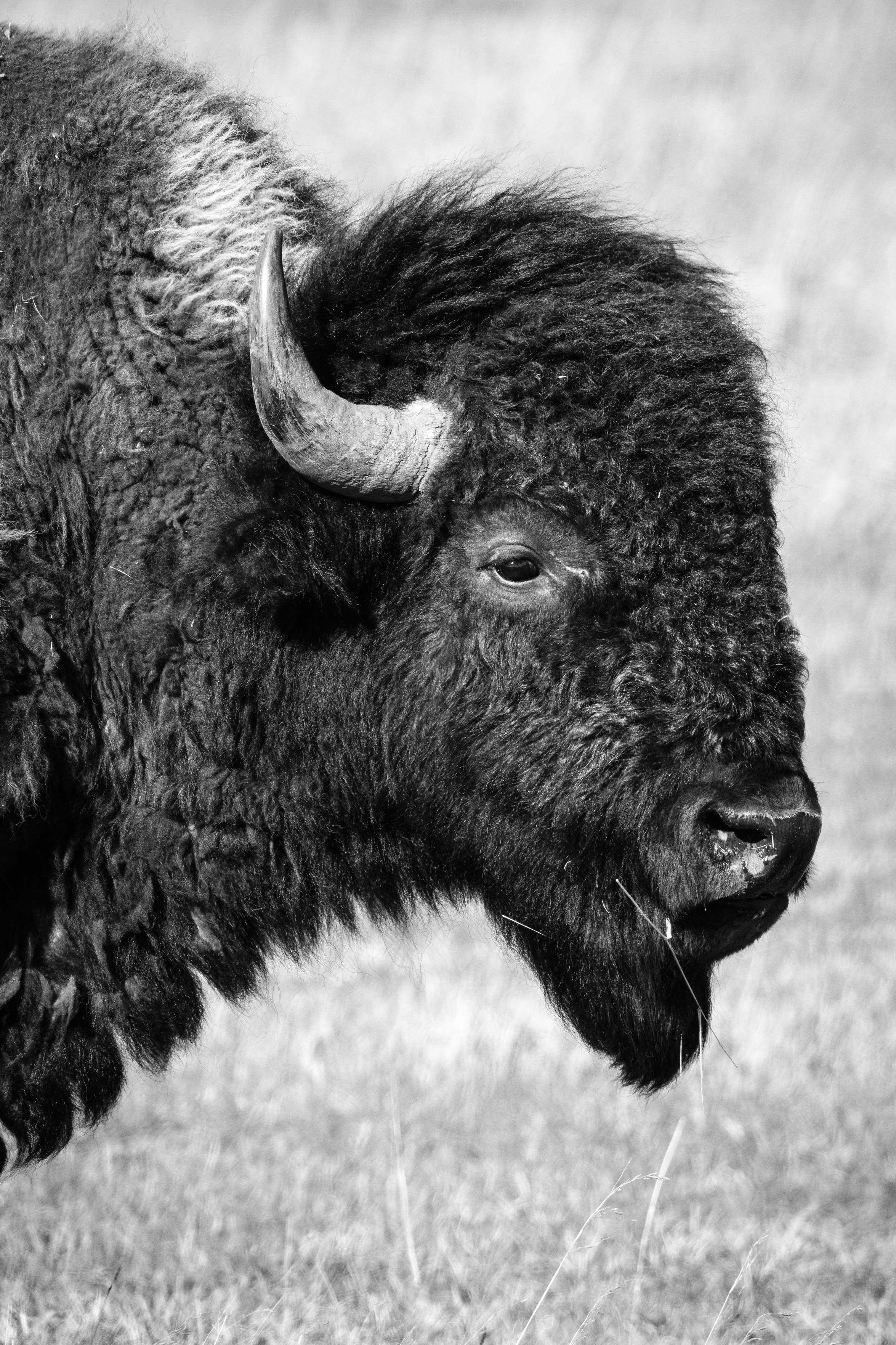 A side close-up portrait of a bison, with a few blades of grass hanging from his mouth.
