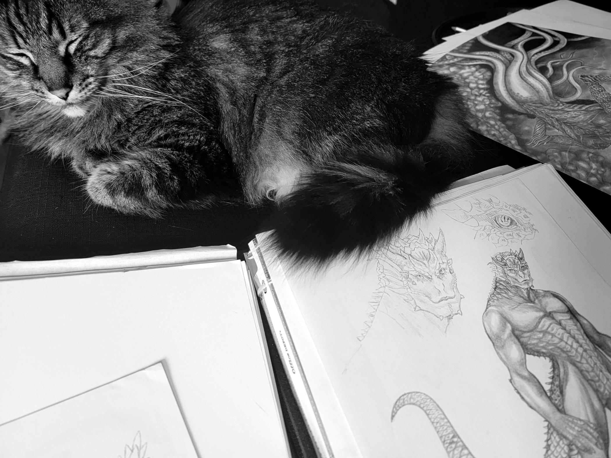 A B&W photo of a fluffy grey tabby snuggled up next to a sketch portfolio with works in progress around him, as he patiently waits for snuggles.