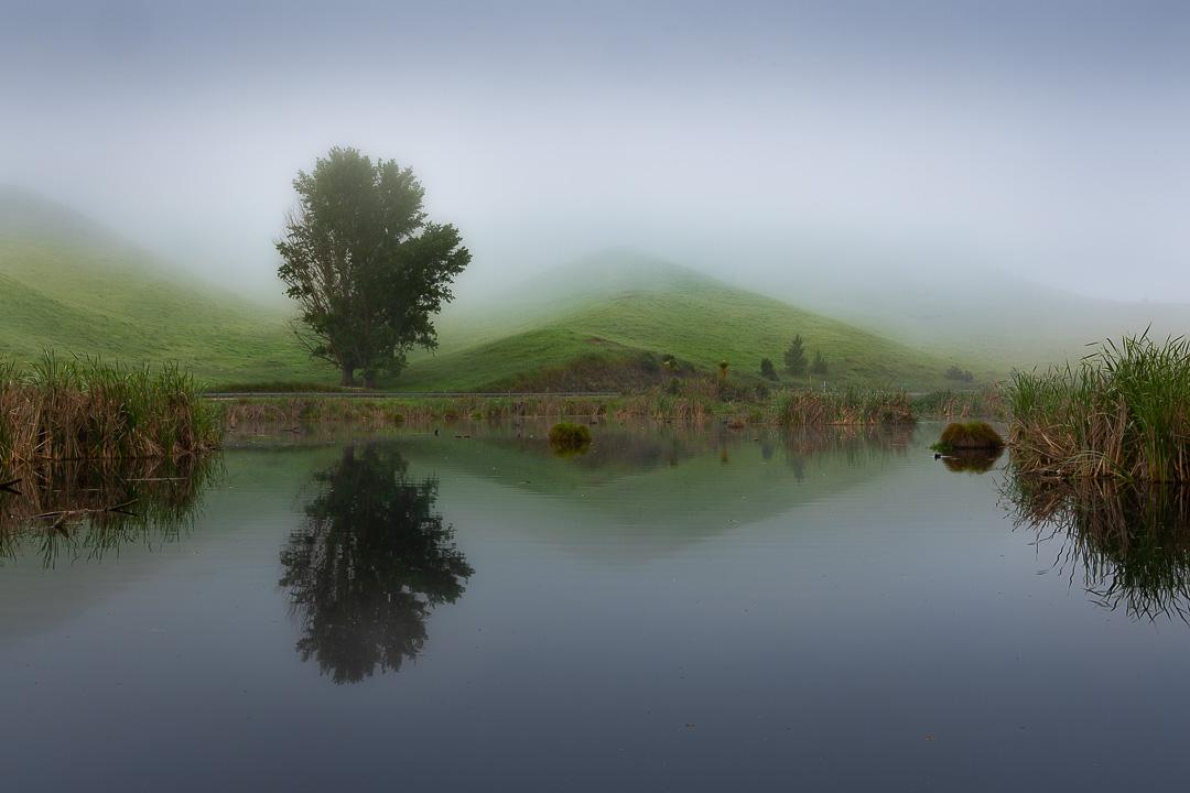 A solitary tree stands in morning mist at the Pekapeka Wetlands, its form perfectly mirrored in the still water below against a backdrop of surrounding hills, Hawke's Bay, New Zealand.
