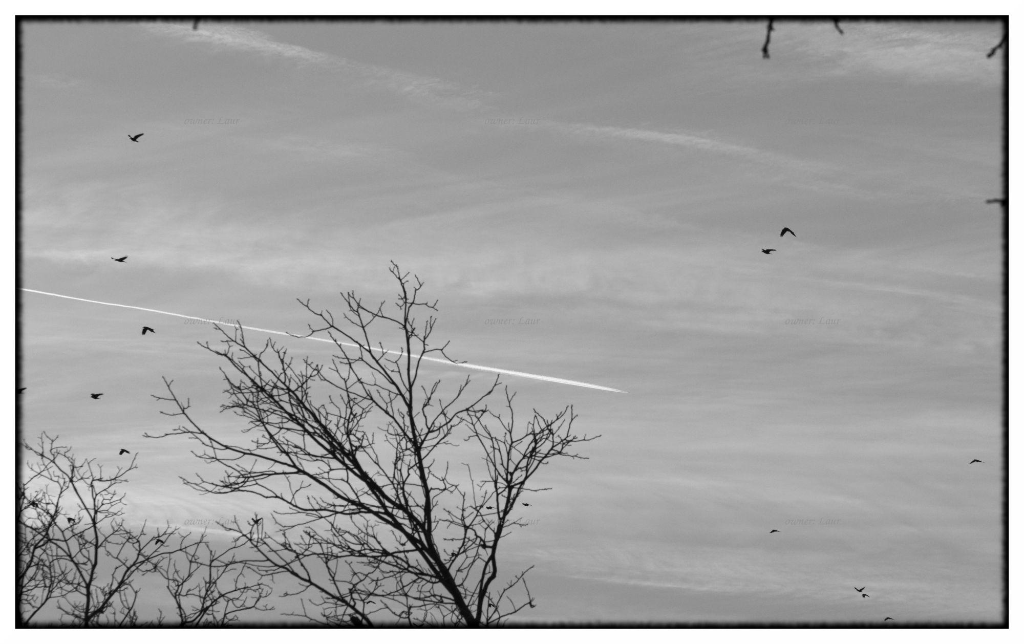 Airplane, monochrome, photo