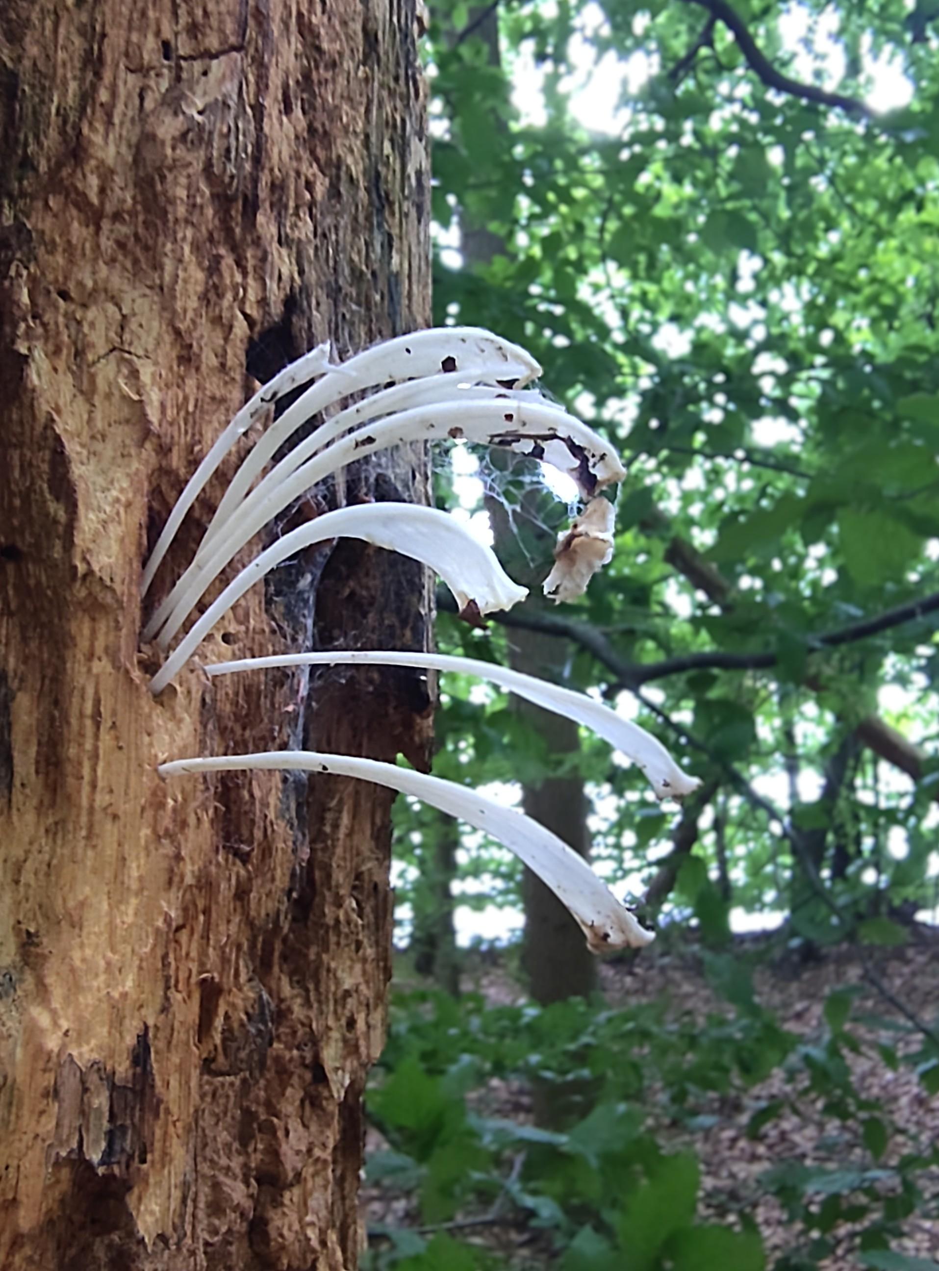 In einem Laubwald steht ein toter Baum mit morschem und stark zerfallenen Holz. Die Nahaufnahme zeigt sieben dünne, weiße federartige Auswüchse eines Baumpilzes. Sie kommen seitlich aus dem Holz und neigen sich bogenförmig nach unten.