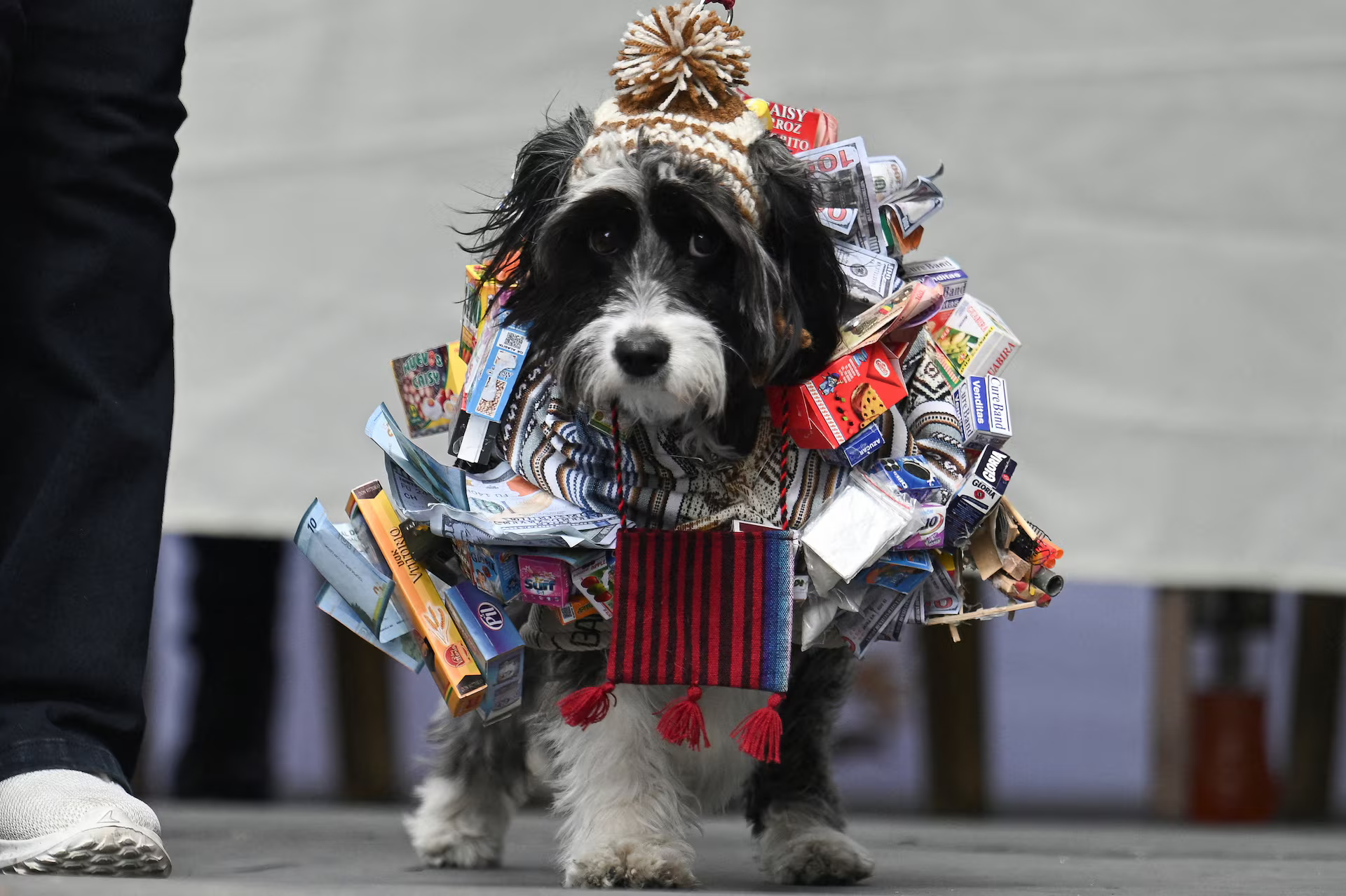 A dog dressed in an Ekeko, the Andean god of abundance, costume.