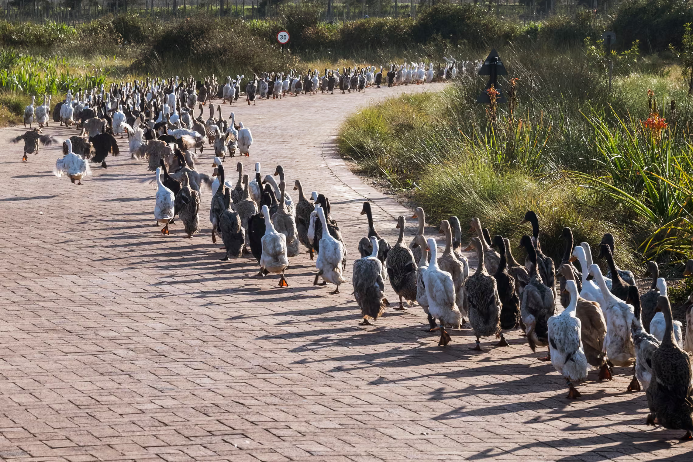Duck procession.