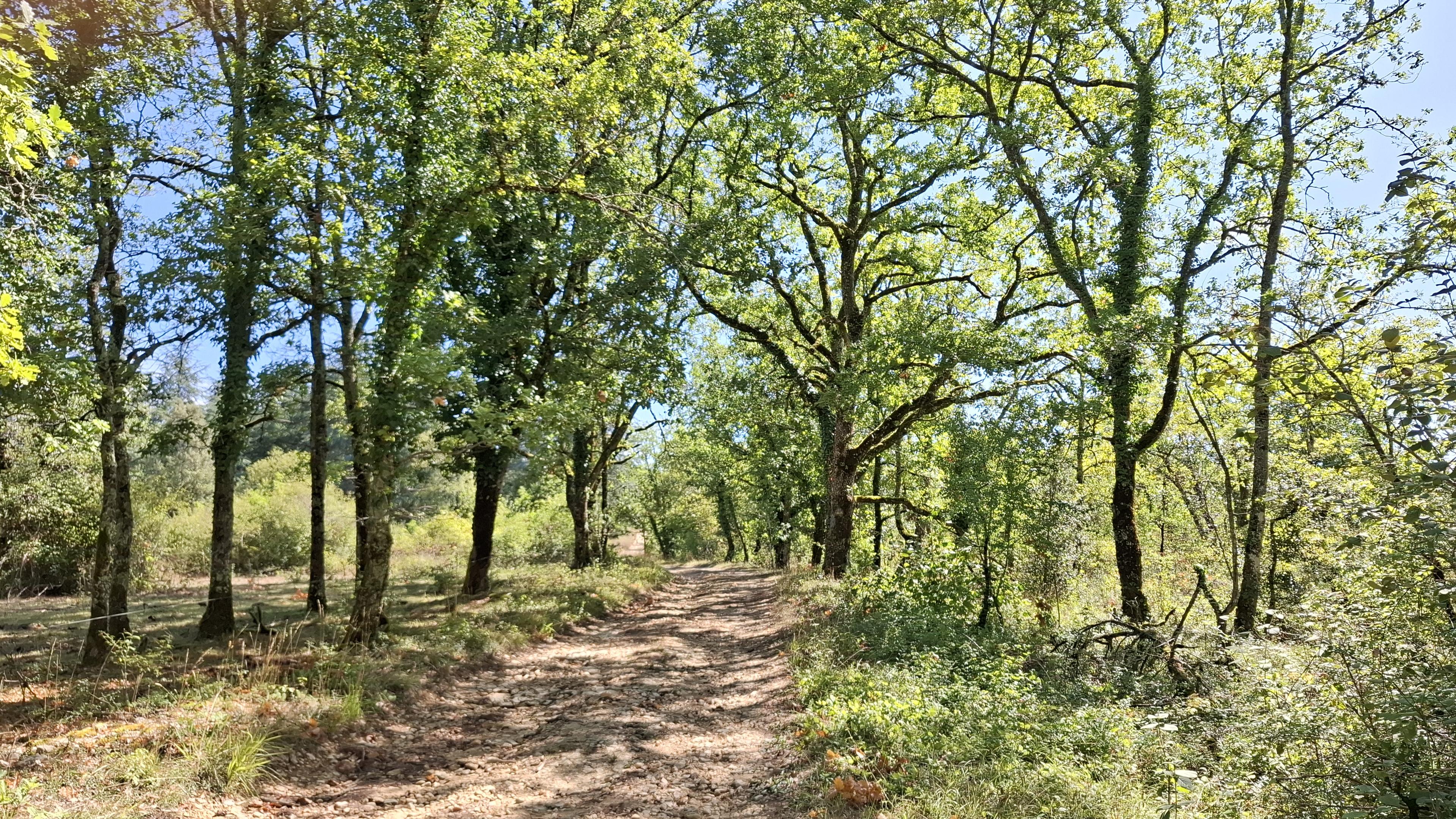 Chemin reliant Le Roc a Nadaillac le Rouge, bordé de chênes et quelques conifères