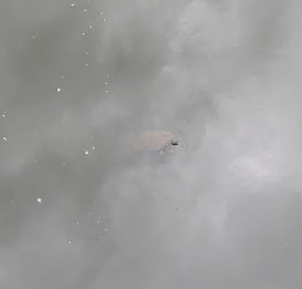 Photo that almost looks black and white but is not. It is a turtle surfacing through the still waters of a pond with the cloudy sky reflected in the dark waters. At the middle of the photo the turtle's head just pokes through the surface, and its body can be seen below the water's surface.