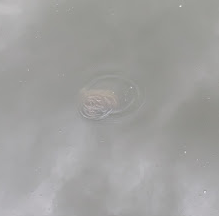 Photo that almost looks black and white but is not. It is a turtle that has reversed course and is diving below the still waters of a pond with the cloudy sky reflected in the dark waters. At the middle of the photo are small concentric circular ripples on the water. The turtle's body can be seen just below the surface.