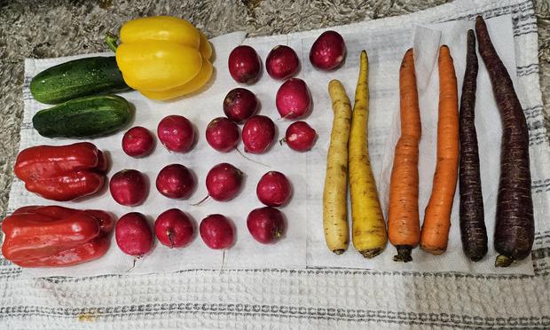 An array of fresh vegetables spread out on a towel to dry: cucumbers, bell peppers, radishes, and multicolored carrots