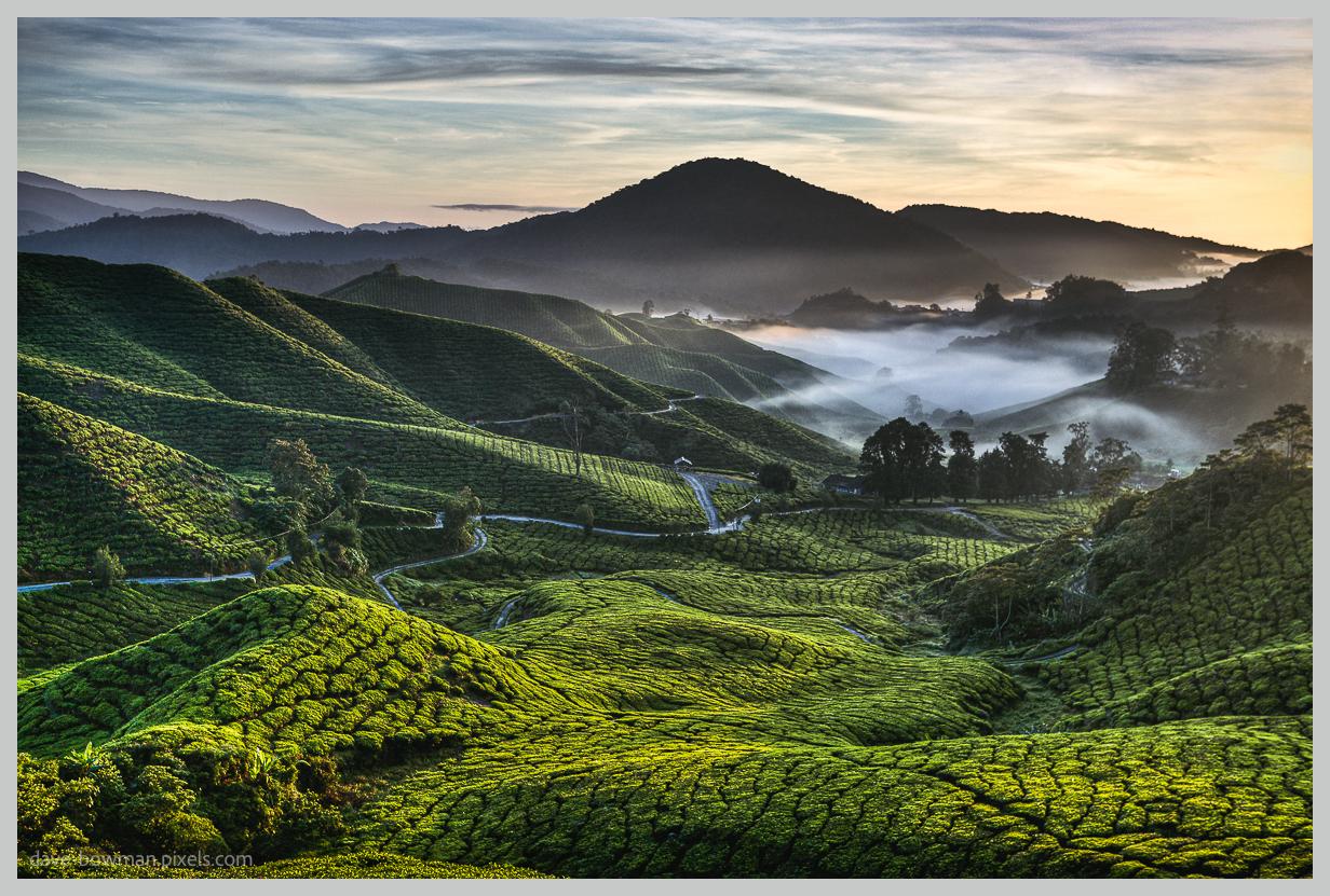 A photograph of a vast tea plantation in the Cameron Highlands of Malaysia, where neat rows of bright green tea bushes sweep across gently rolling hills. Soft early morning light falls over the landscape while mist rises from the valleys, creating a calm and peaceful scene.