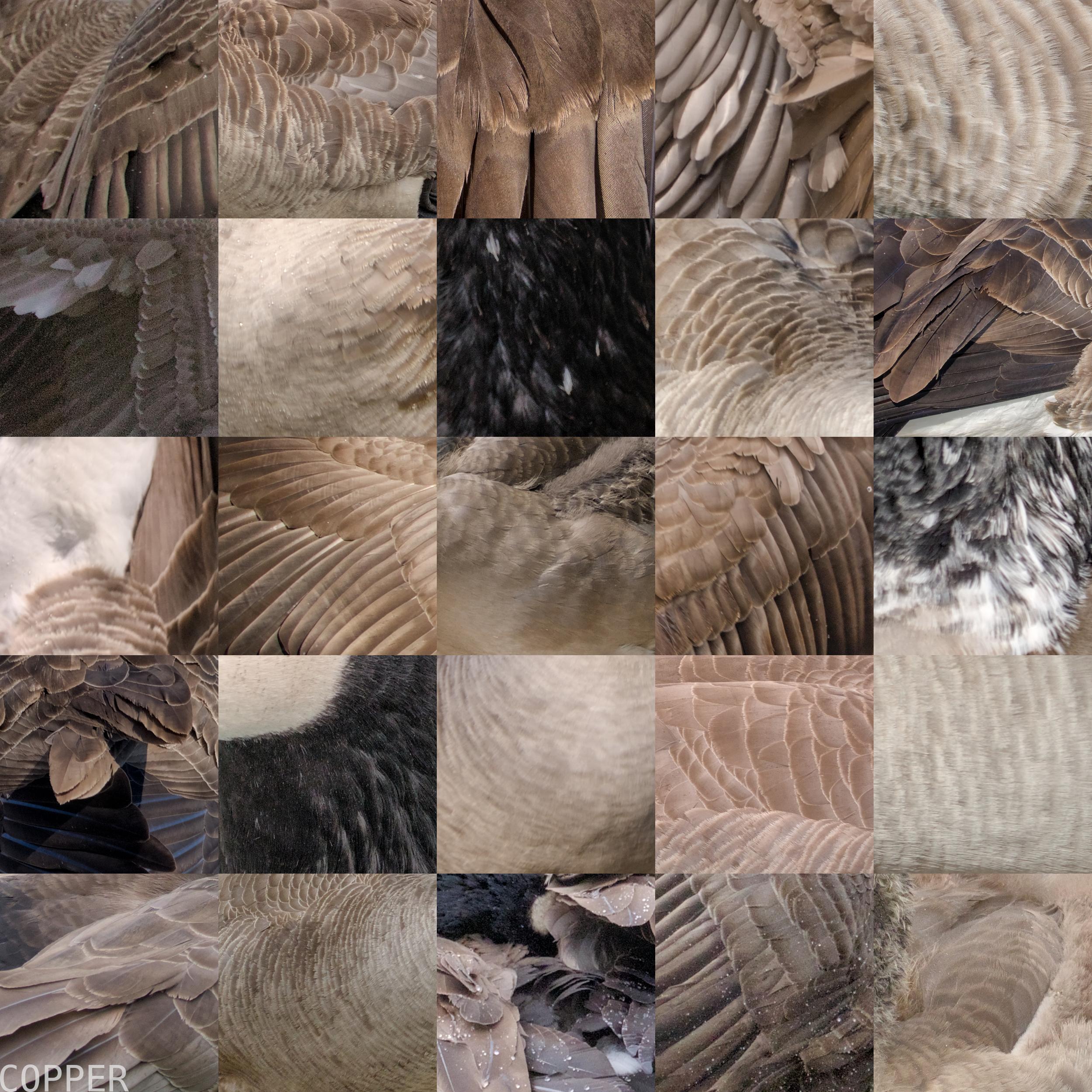 A digital collage showcasing the colors and shapes of Canada geese, the browns, whites, and blacks, how the shapes of their feathers can be so dynamic depending on where they are.