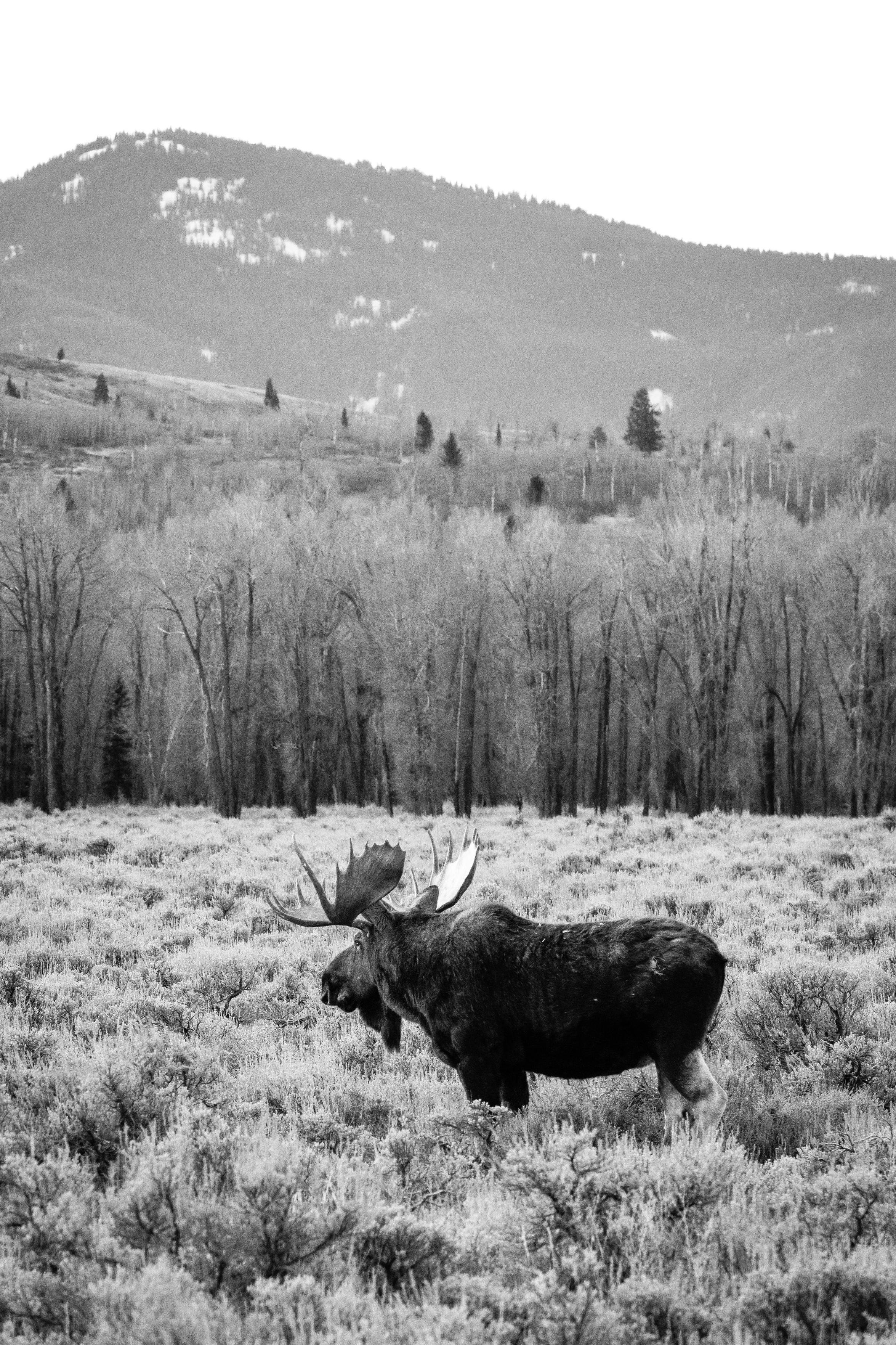 A big bull moose standing in the sage brush near the Gros Ventre campground. In the background, a line of trees, and further back, hills and mountains.