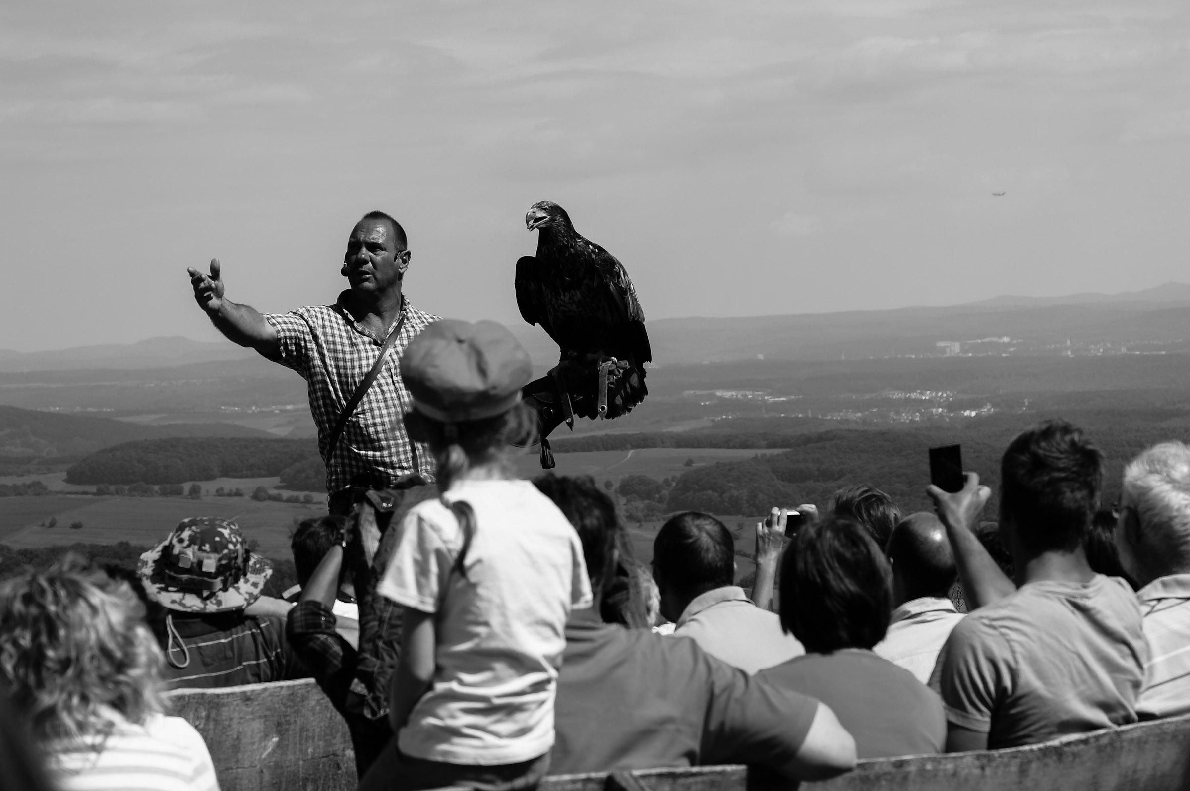 Black and white photo in landscape format of a falconry show at Potzberg Wildlife Park and Bird of Prey Zoo, Germany.

The falconer has a royal eagle perched on his extended left forearm/hand with right arm extended to the crowd narrating how the park's birds are trained.

A large crowd of seated onlookers, backs facing the camera, are in front of the falconer. Some are taking photos.

The far, hazy background consists of farm plots and densely populated areas of trees, and grey skies covering the top third of the frame. A small passenger or commercial airplane is barely visible in the top right quadrant of the photo.