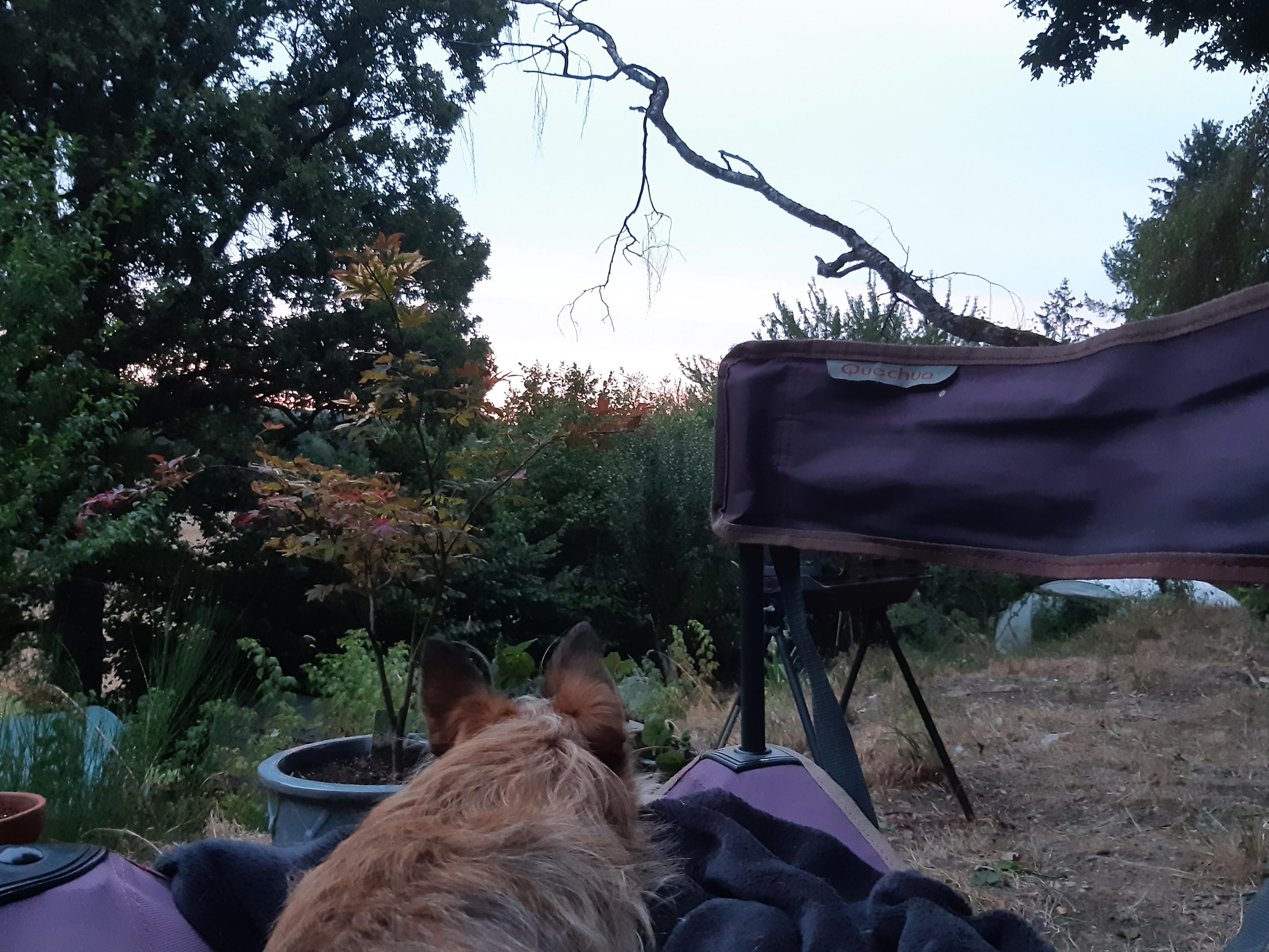 In a garden in evening light a small brown terrier dog is watching seated on a camping chair