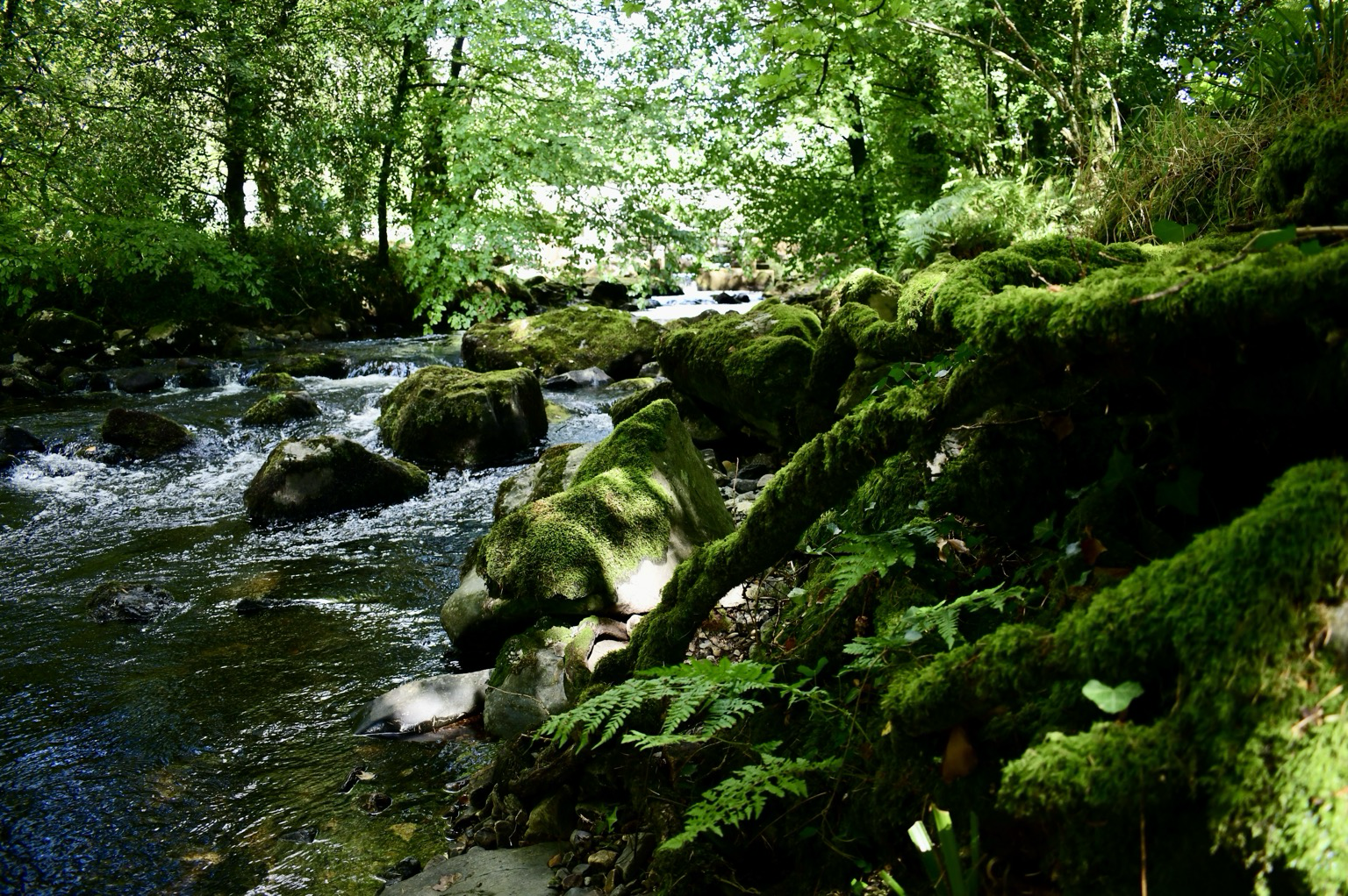 Roots and river