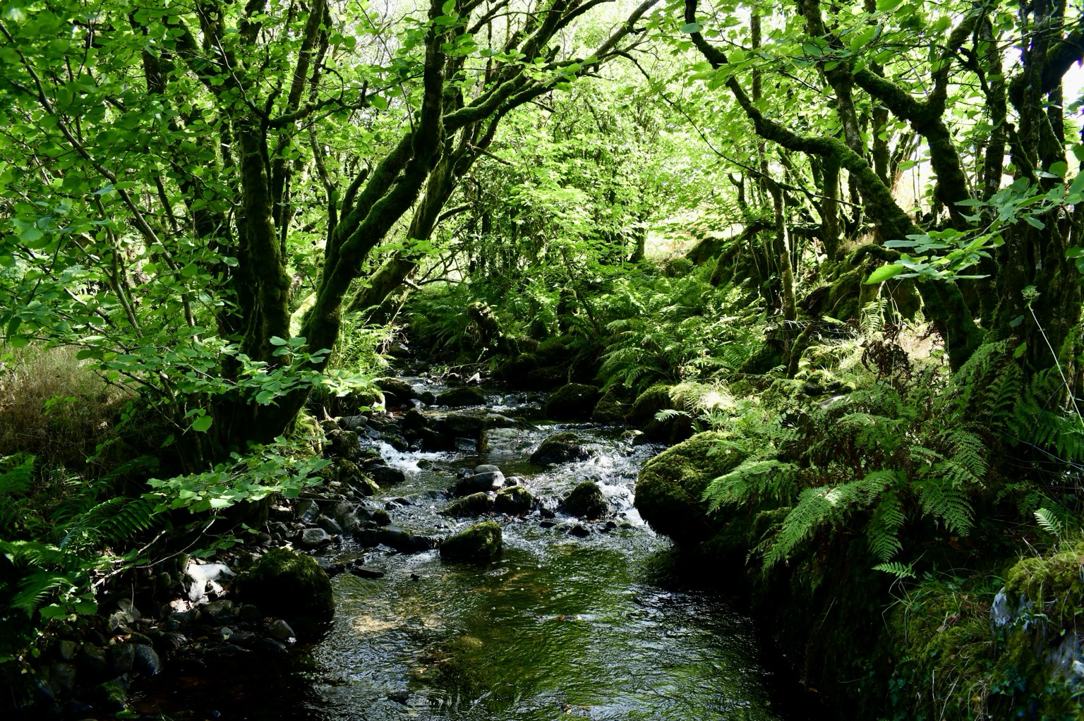 Collybrook stream and hazels
