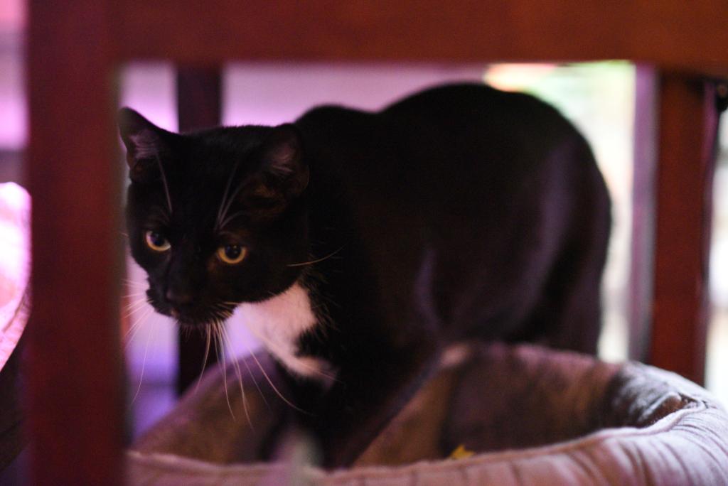 A tuxedo cat with a very determined look is hunting under a table.
