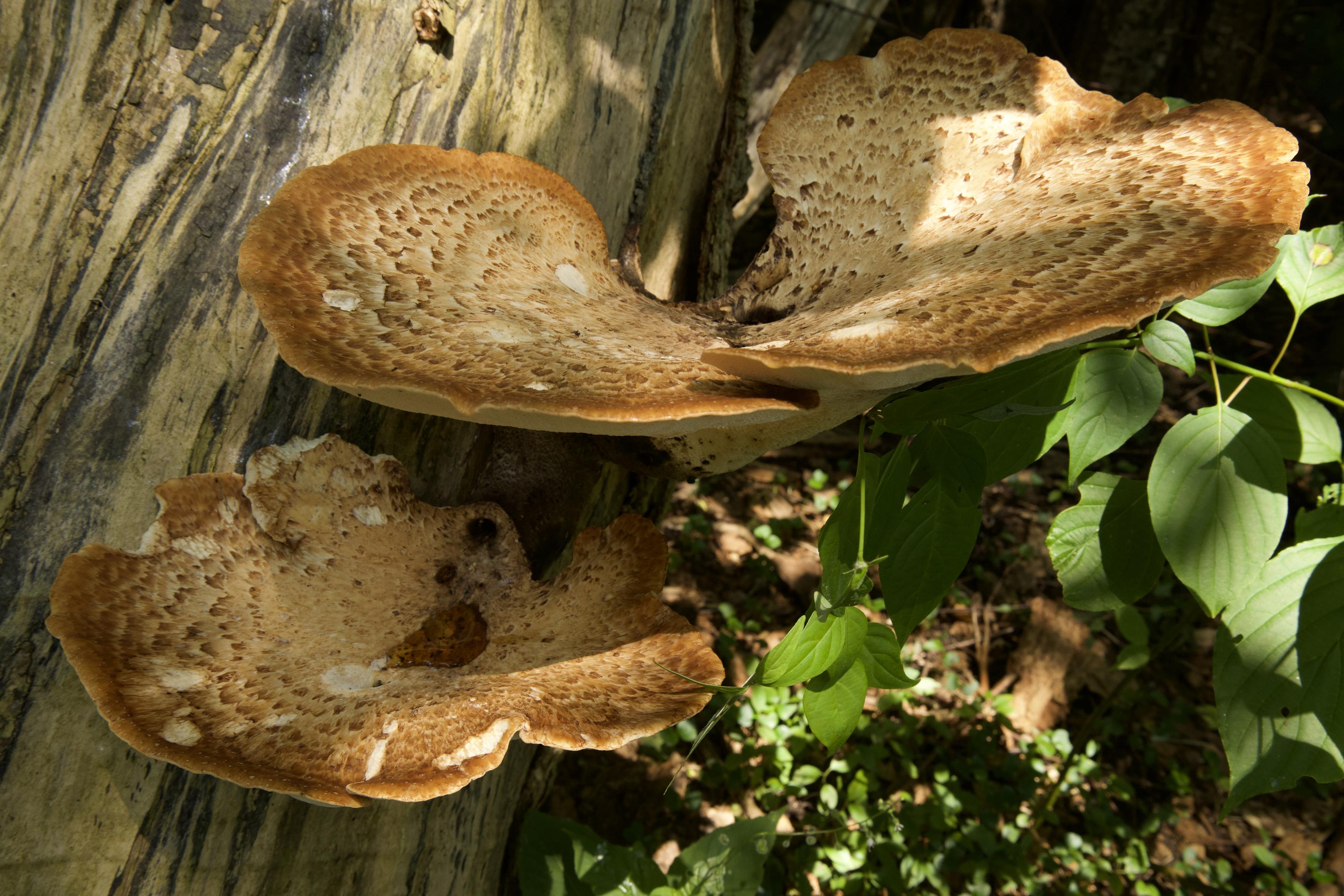 This is a landscape format photo of two saucer shaped mushrooms growing from the side of a tree truck along a hiking trail that passes through an urban forested area. The larger of the two mushrooms is positioned above the smaller. They are both brownish beige in different shades across their surfaces. It was a sunny day, so a mix of sunshine and shadows can be seen in the photo.