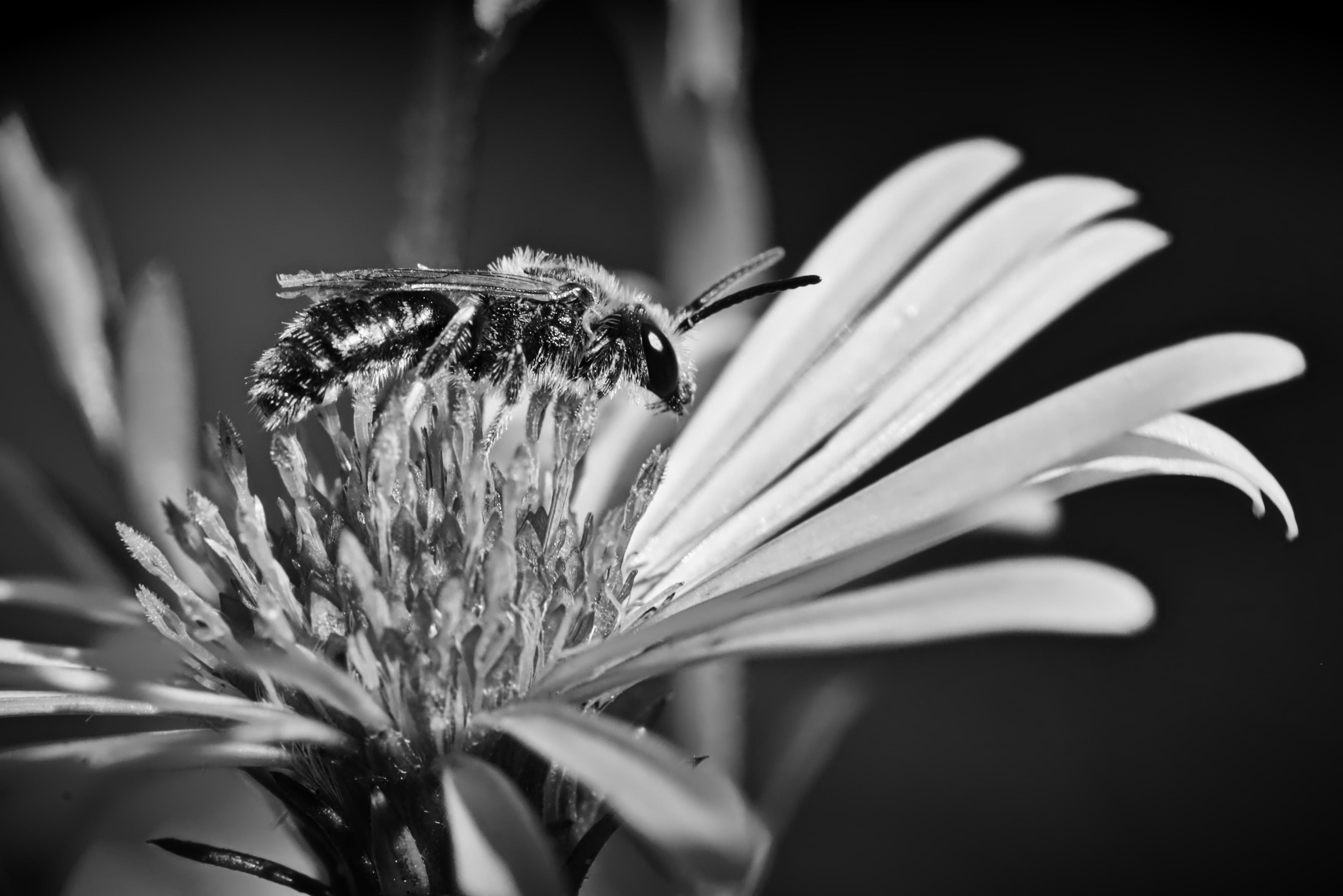 Schwarzweiss-Makro einer Ungezähnte Glanzbiene (Dufourea inermis), die nur ca. 8 Millimeter groß ist. Die Biene sitzt auf einer Blüter einer kleinen Herbstaster.