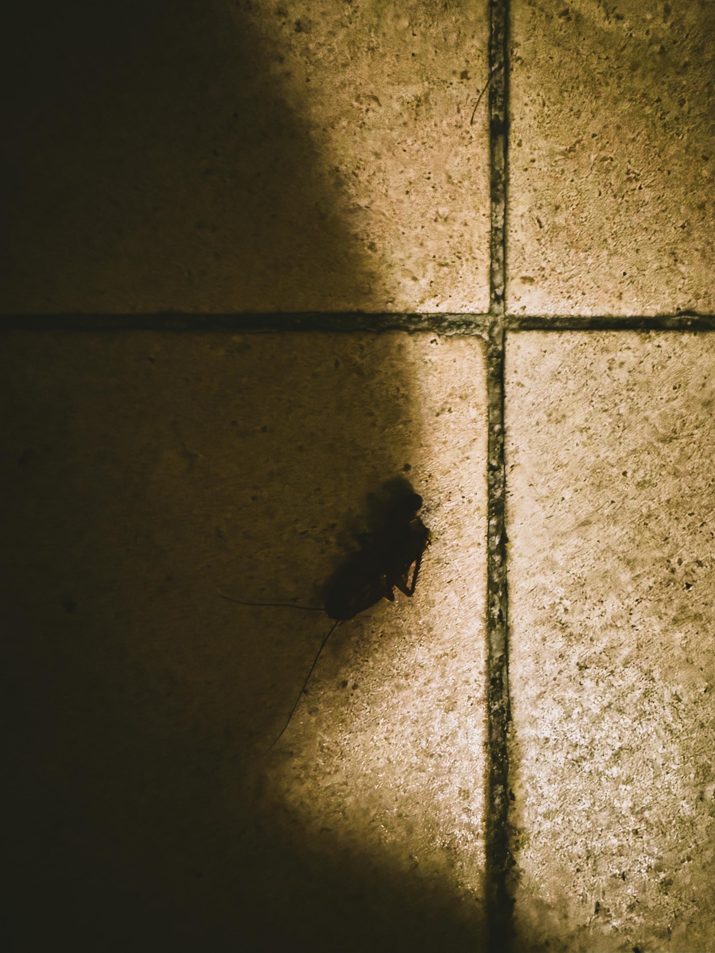 A dark-colored fly on a tiled floor with shadows cast across the surface.