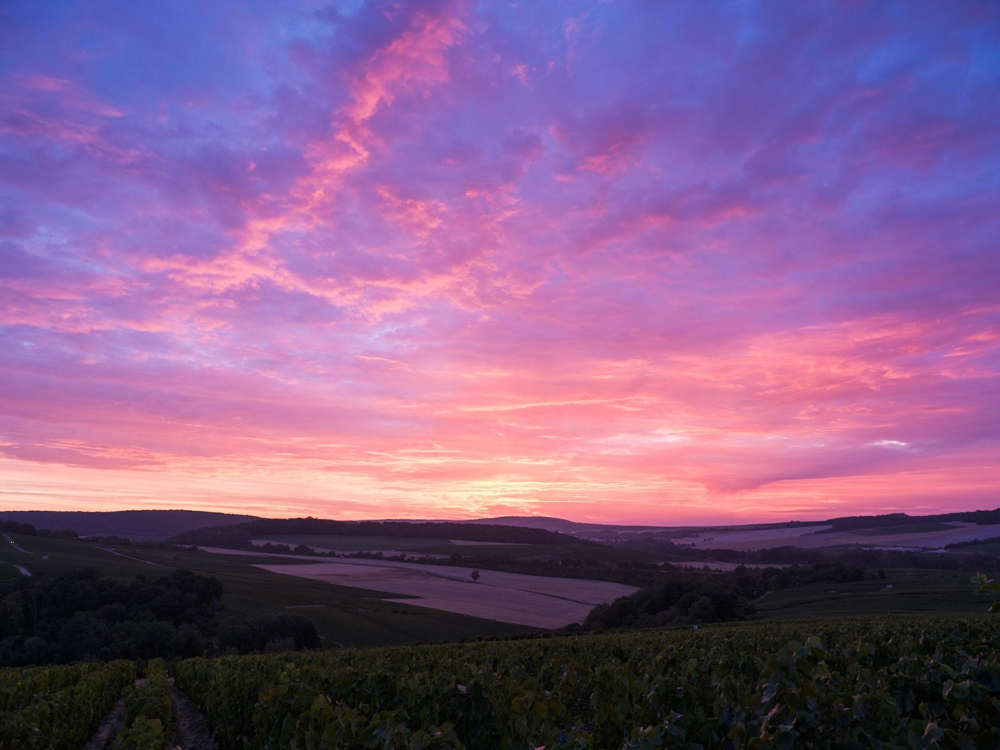 A l'aube dans le vignoble champenois, ciel rose et violet avant le lever de soleil.